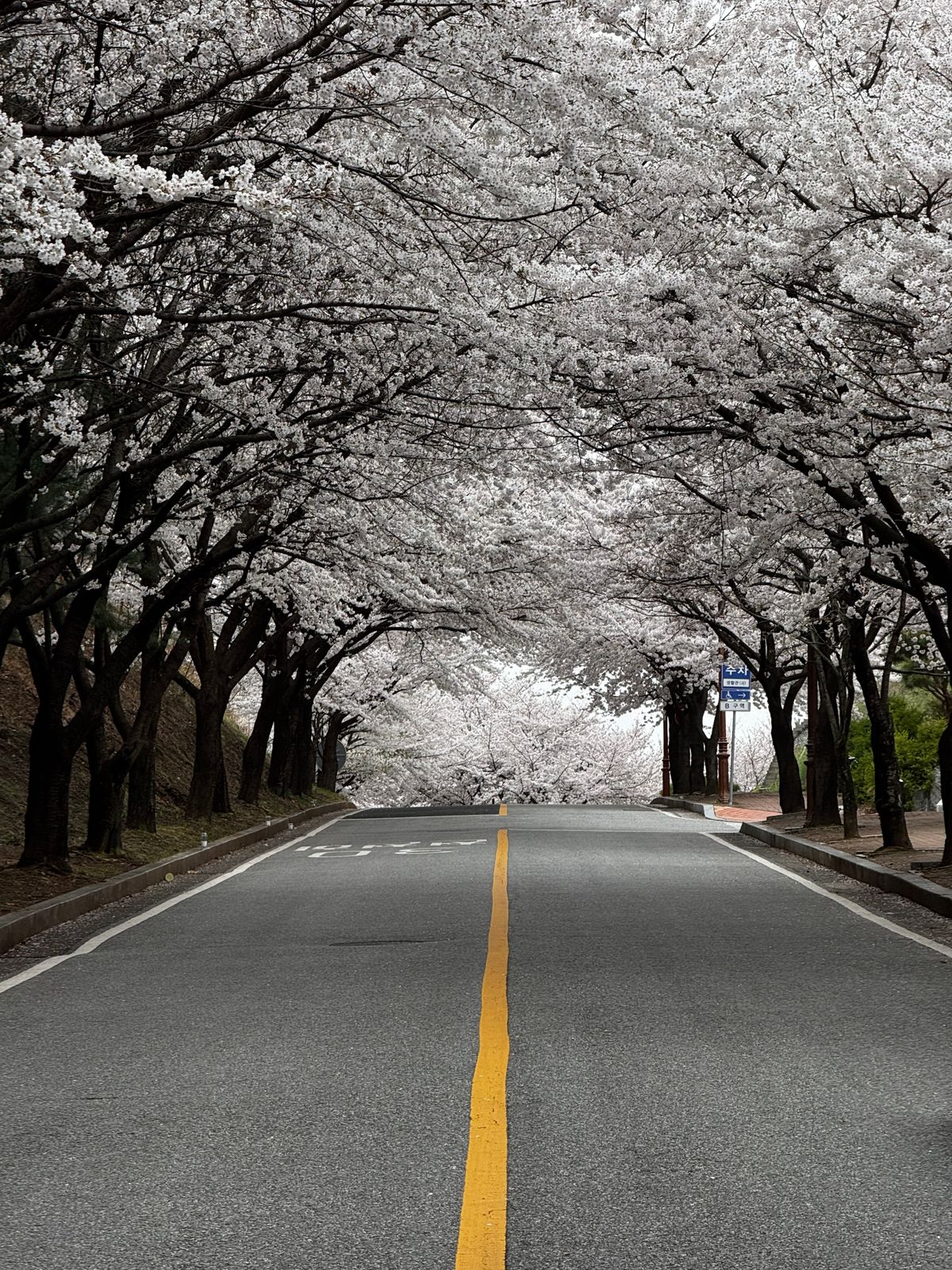 Road lined with cherry blossom trees forming a tunnel — photo by 무닙 아하마드 on Pexels