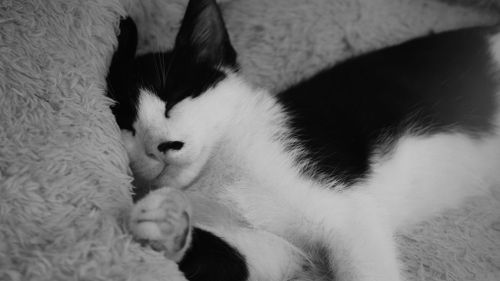 Free Close-up of a black and white cat sleeping on a fluffy blanket indoors. Stock Photo