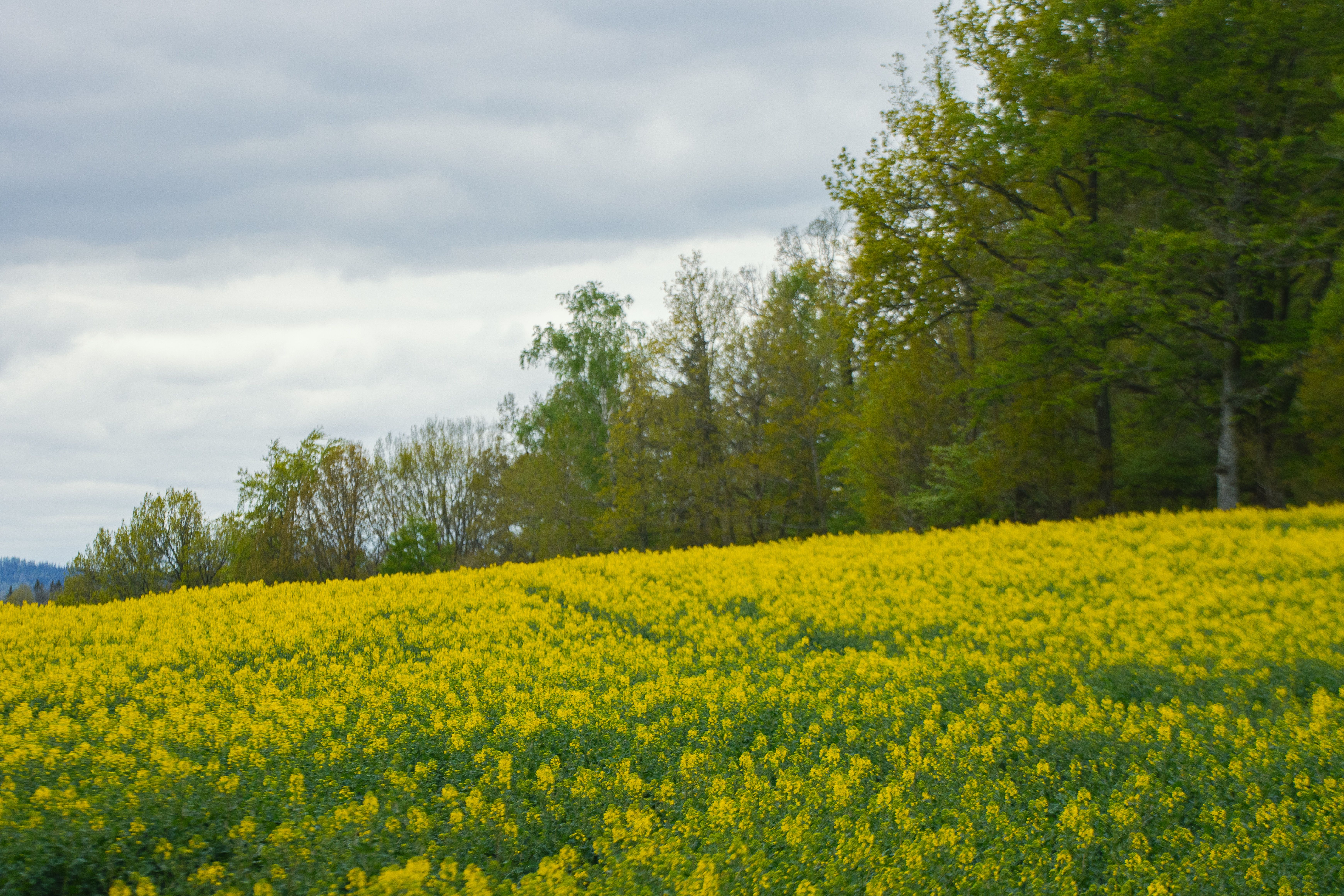 4 Day Inner Evolution Master Plants Retreat in Sweden 1