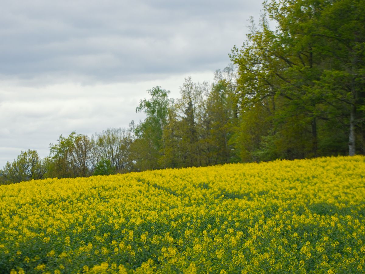 4 Day Inner Evolution Master Plants Retreat in Sweden 1