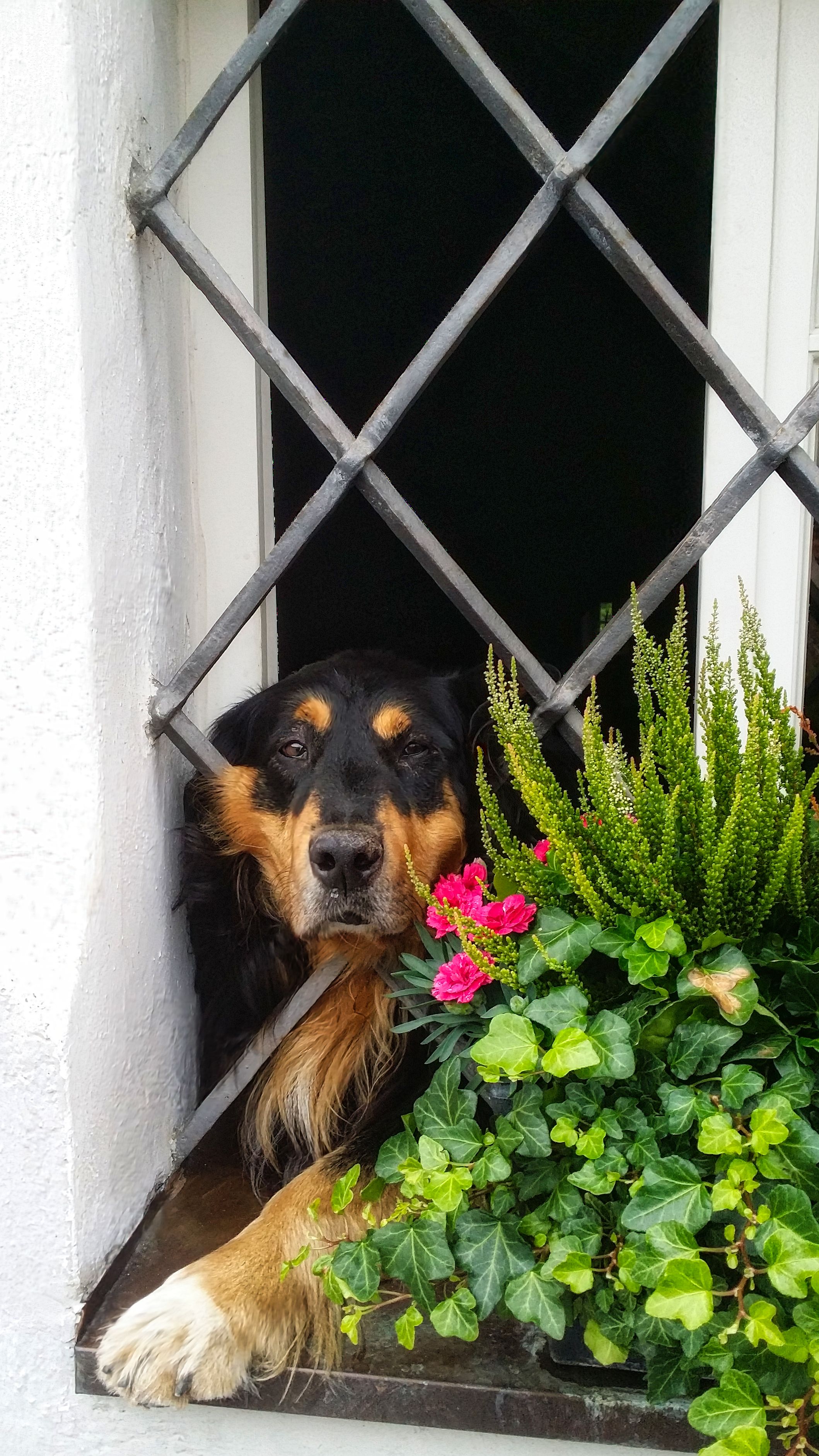 A dog peeks through a window alongside vibrant flowers and greenery, creating a charming scene.
