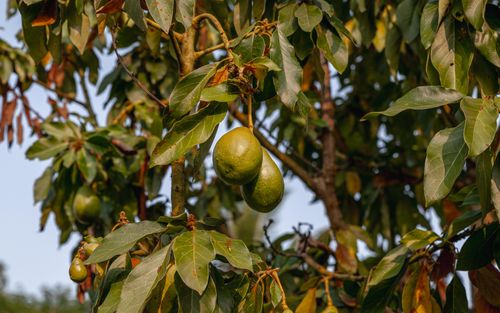 Free Lush avocado tree with ripe fruits hanging, captured outdoors in Bylakuppe, Karnataka, India. Stock Photo