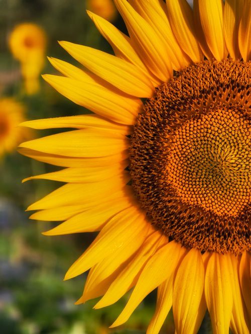Free Close-up of a vibrant yellow sunflower in full bloom captured in sunlight. Stock Photo