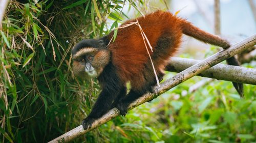 Free Close-up of a golden monkey perched on a branch amidst green foliage in the wild. Stock Photo