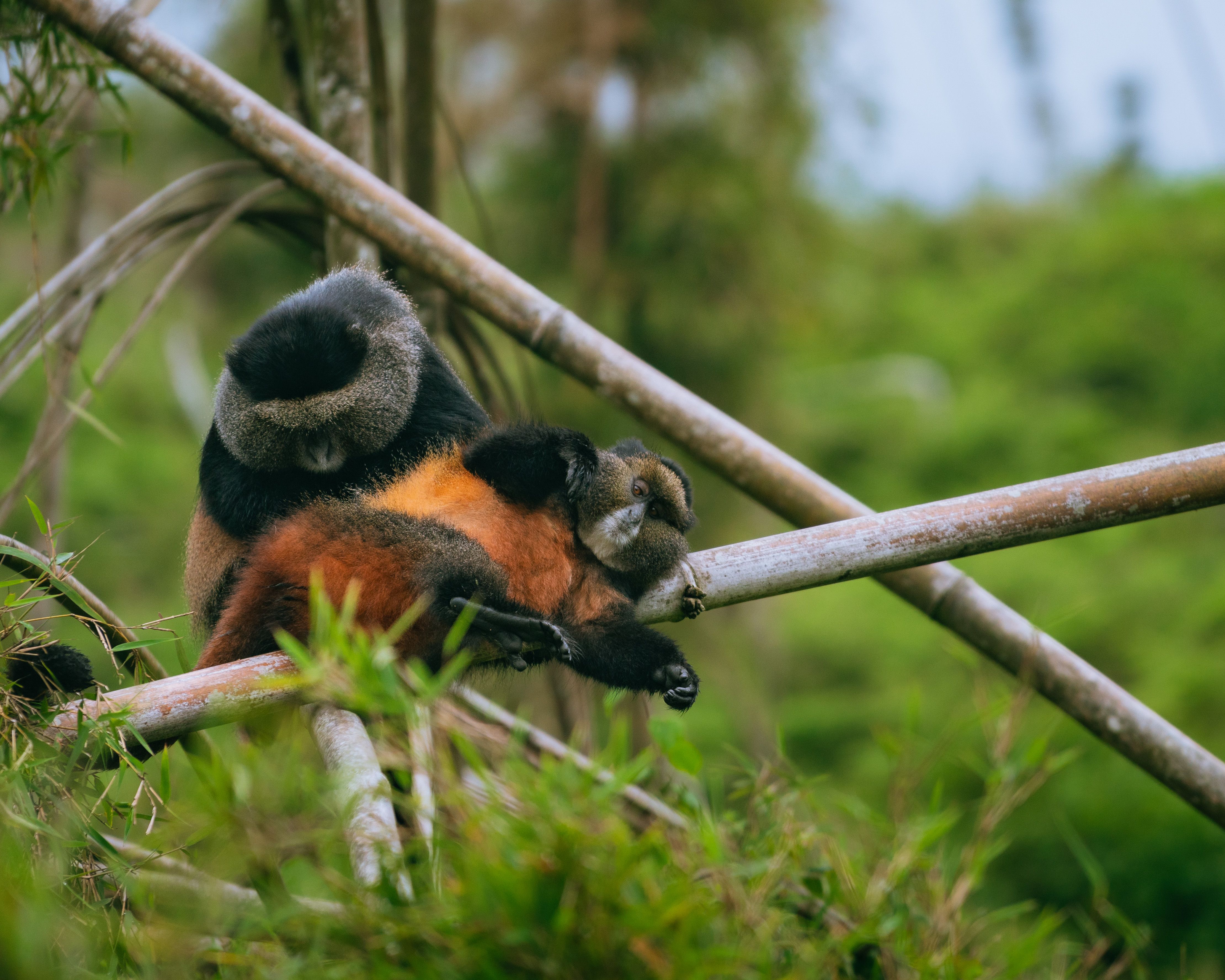 Golden monkey in dense bamboo Volcanoes NP Rwanda