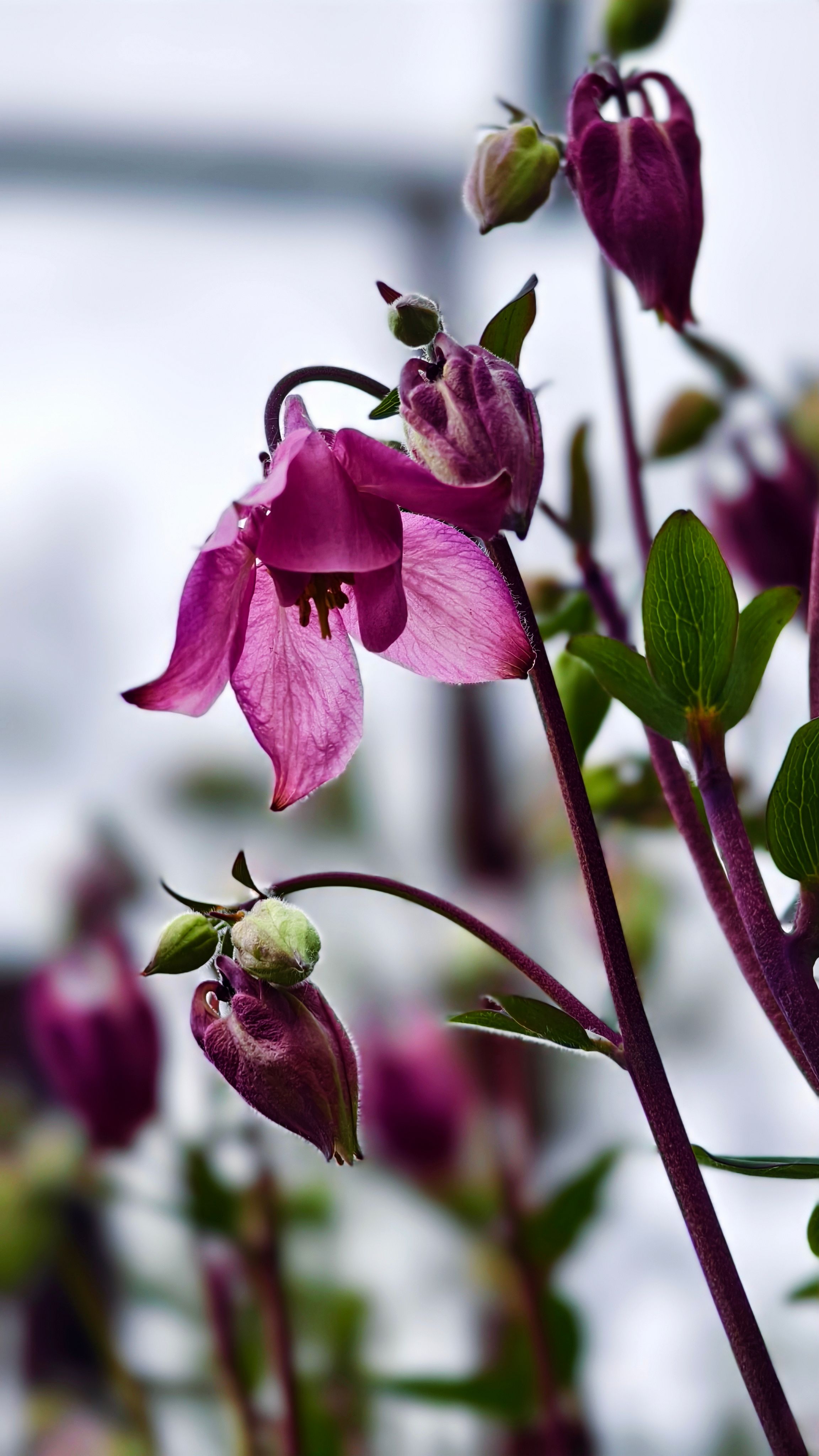 Close-up of beautiful purple columbine flowers with soft background, highlighting their delicate petals.