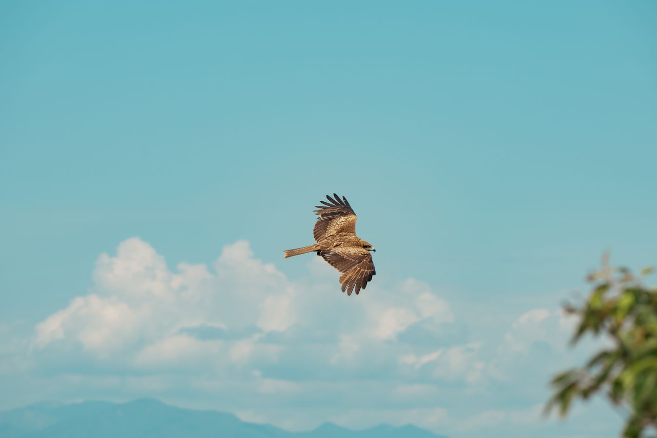 a majestic bird of prey flies over the scenic skies of kanagawa japan