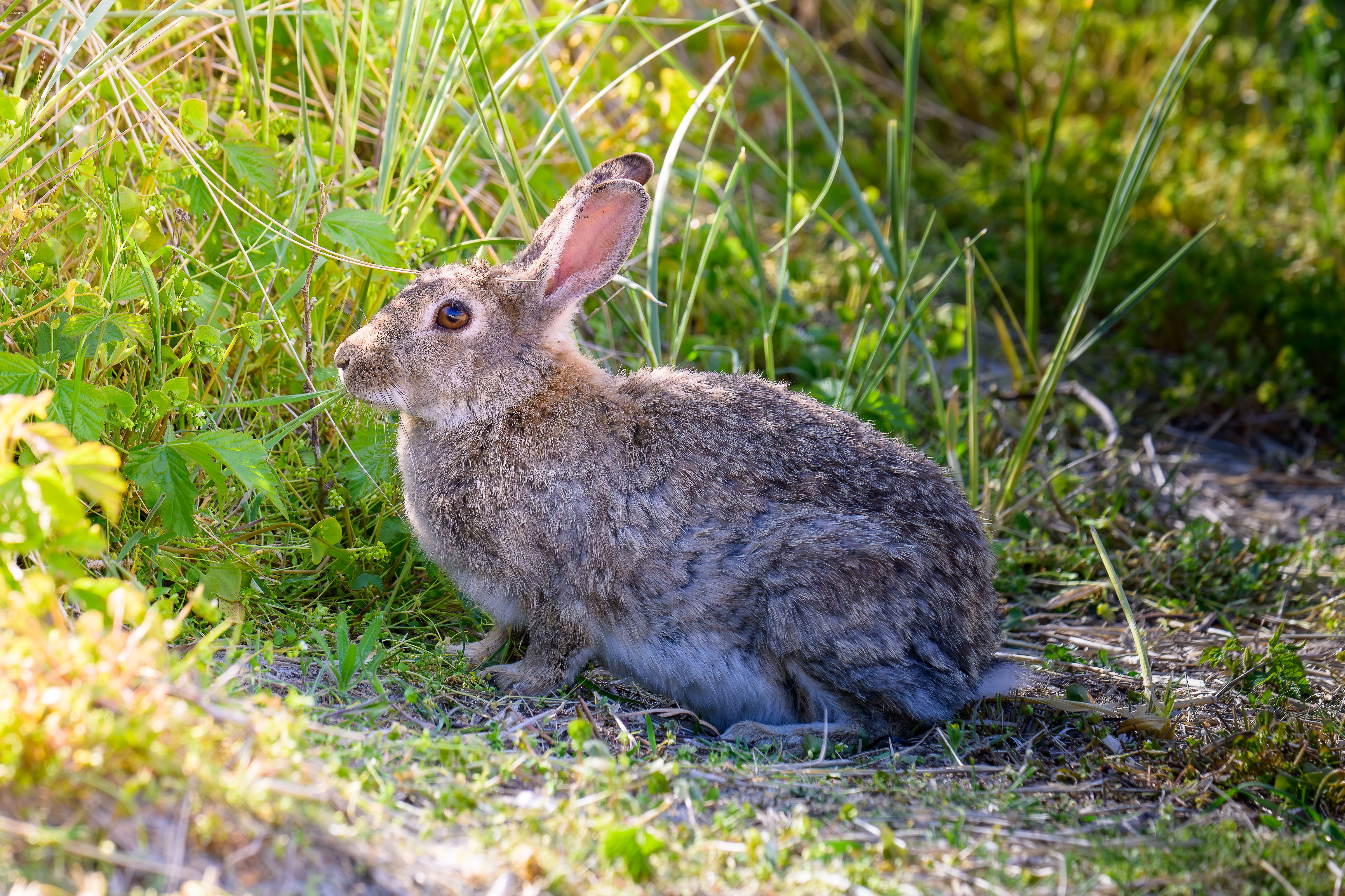 Wild Rabbit in Natural Habitat Close-up · Free Stock Photo