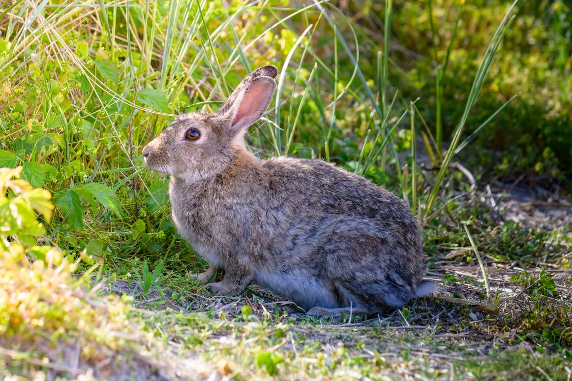 Natural Rabbit Wild Rabbit in Natural Habitat Close-up · Free Stock Photo