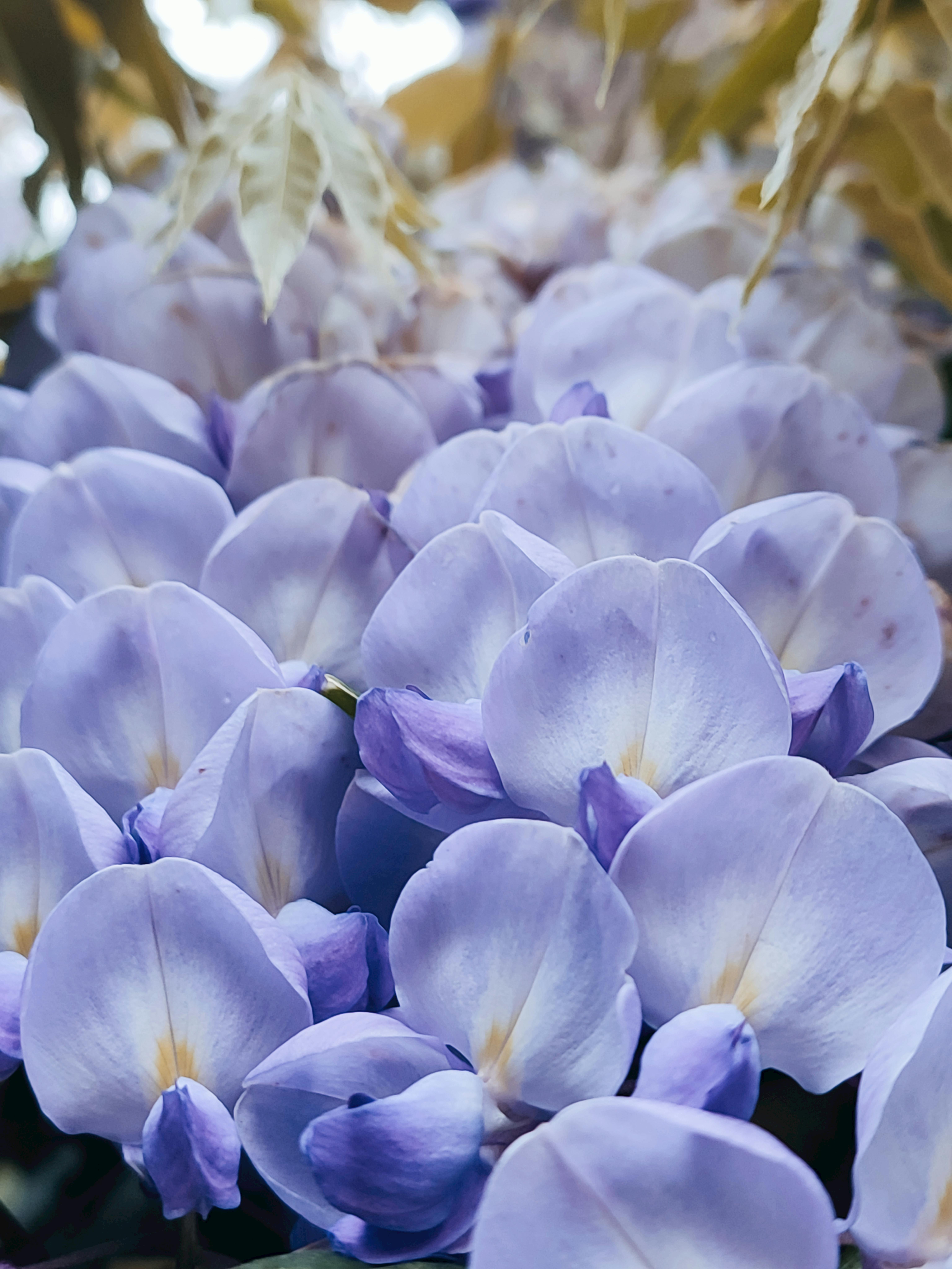[ColoSach]-close-up-of-vibrant-purple-wisteria-flowers-in-full-bloom,-capturing-nature's-elegance.
