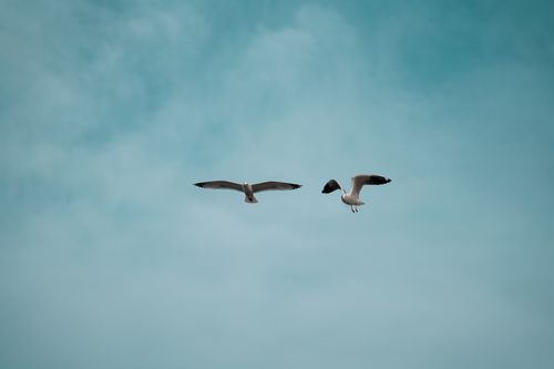 Free Two seagulls flying gracefully against a clear, bright blue sky. Captured with subtle elegance. Stock Photo
