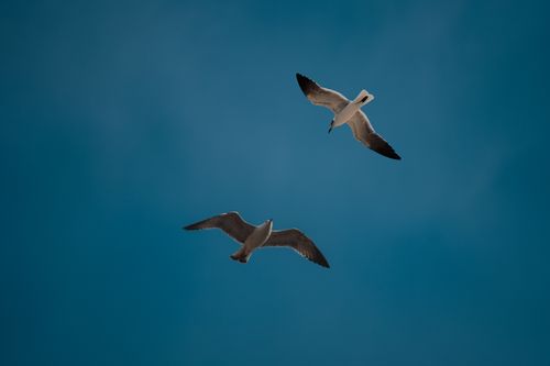 Free A serene image of two seagulls soaring gracefully against a clear blue sky. Stock Photo