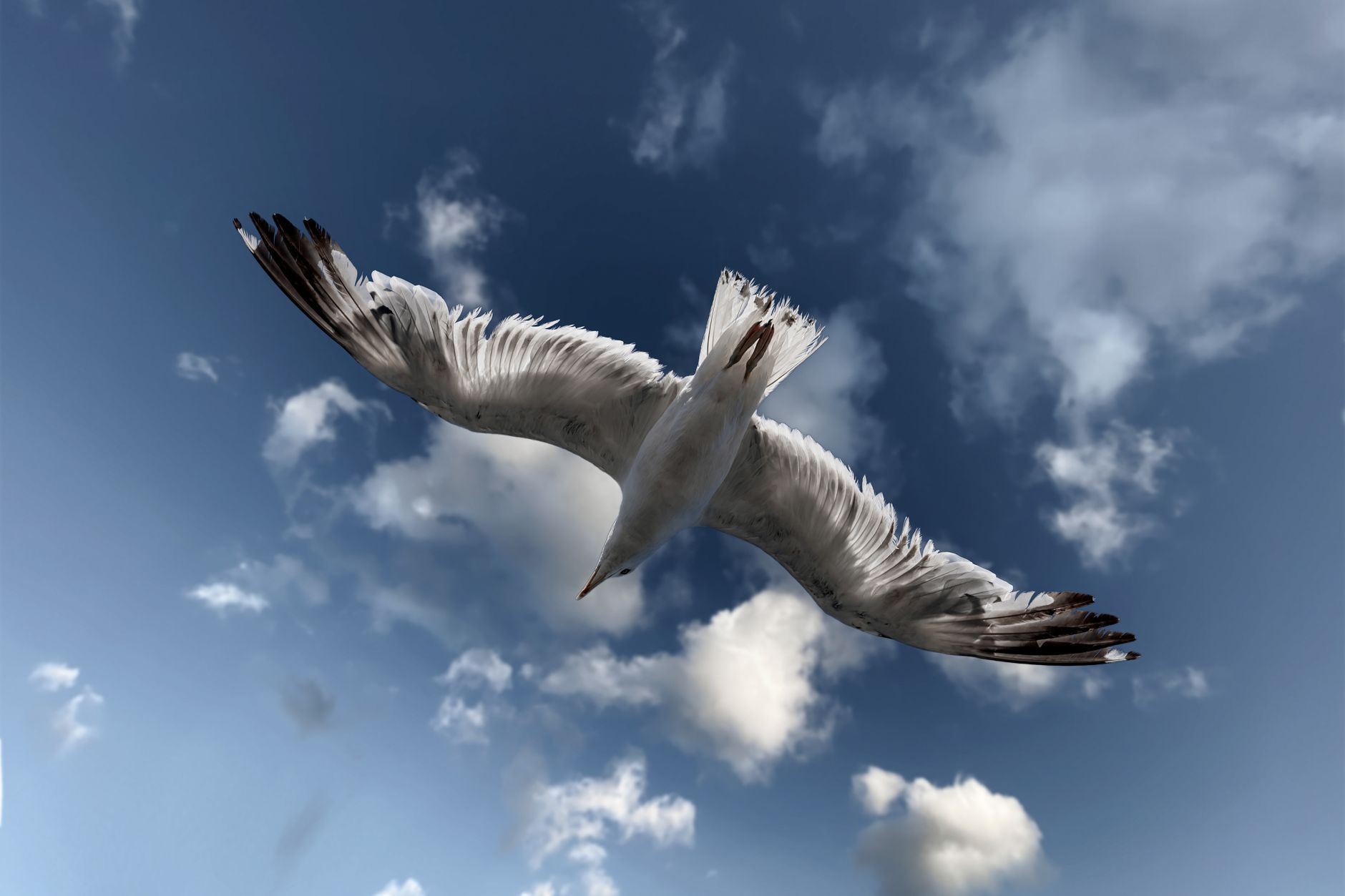 Bird-Sized Flapping Robot Could Open New Investment Frontiers in Dual-Domain Drones
