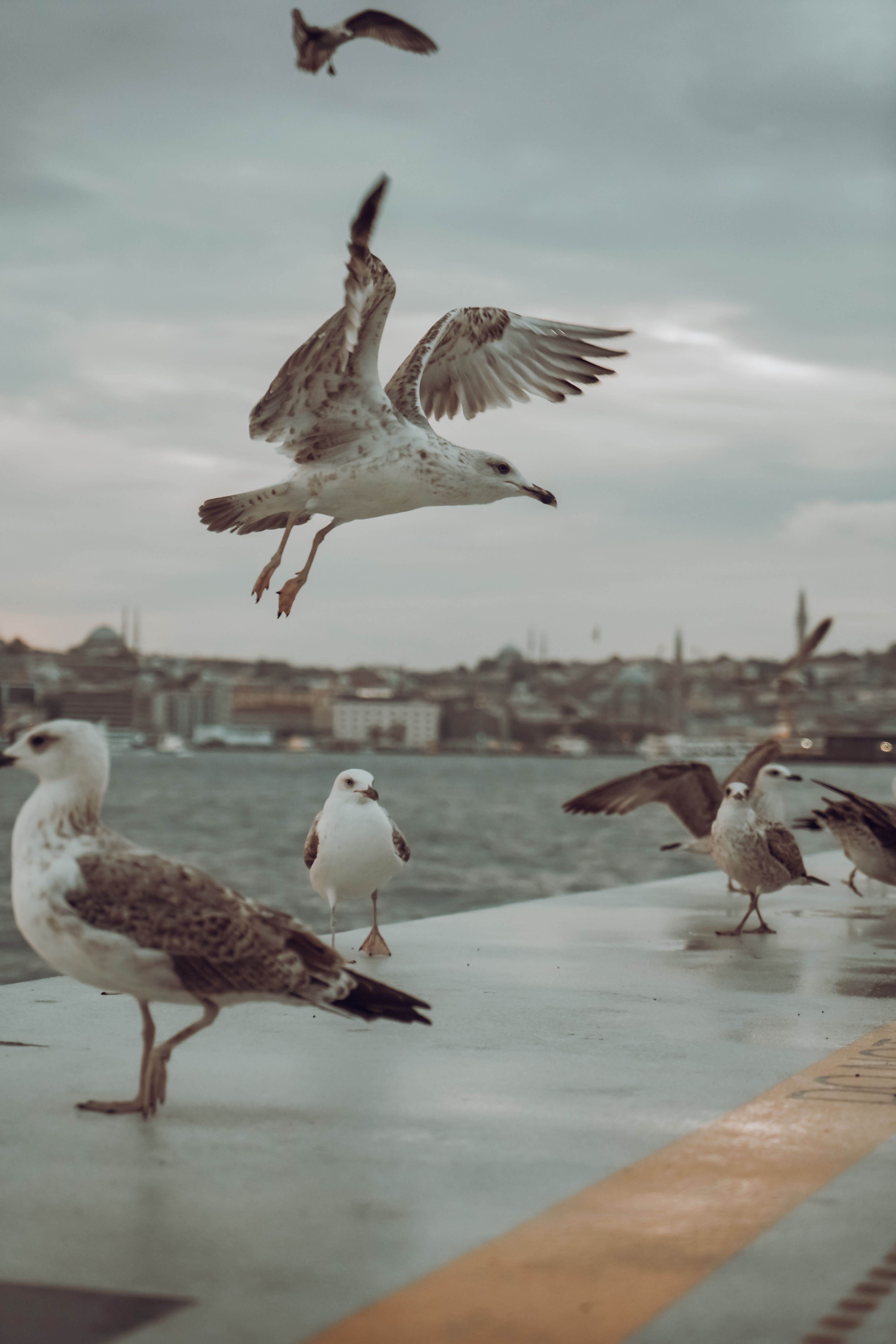 Seagulls captured mid-flight by the water with a city skyline backdrop in muted tones.