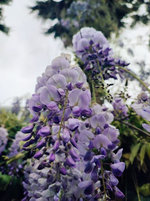 Free Vibrant and lush wisteria flowers in full bloom captured outdoors in Samsun, Türkiye. Stock Photo