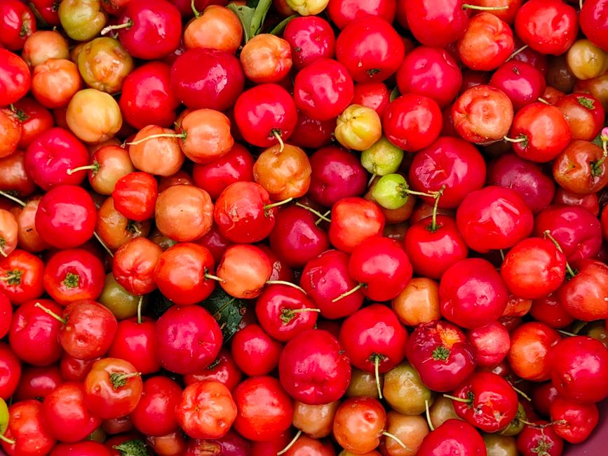 Acerola - Foto 1