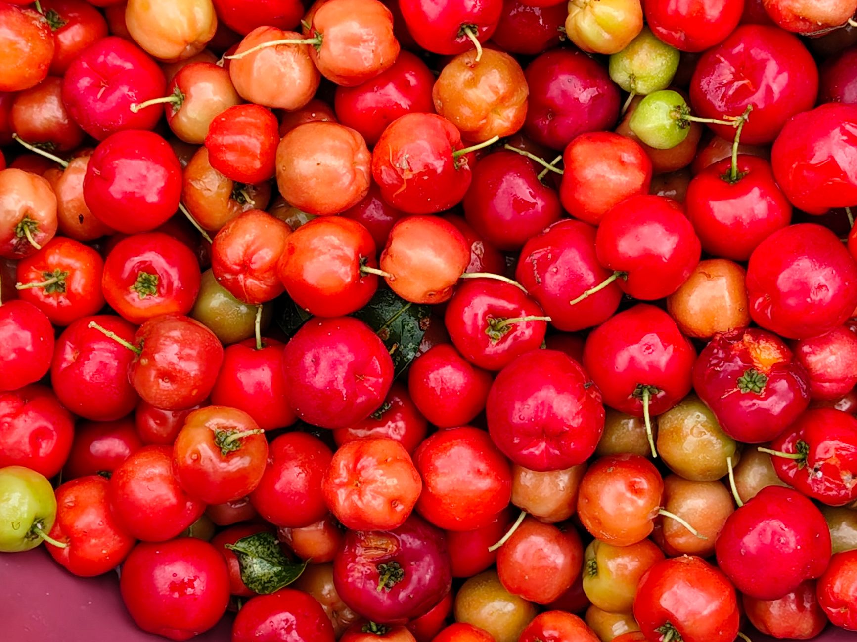 acerola benefits, Acerola Versus Synthetic Ascorbic Acid Supplements acerola benefits, Acerola Versus Synthetic Ascorbic Acid Supplements