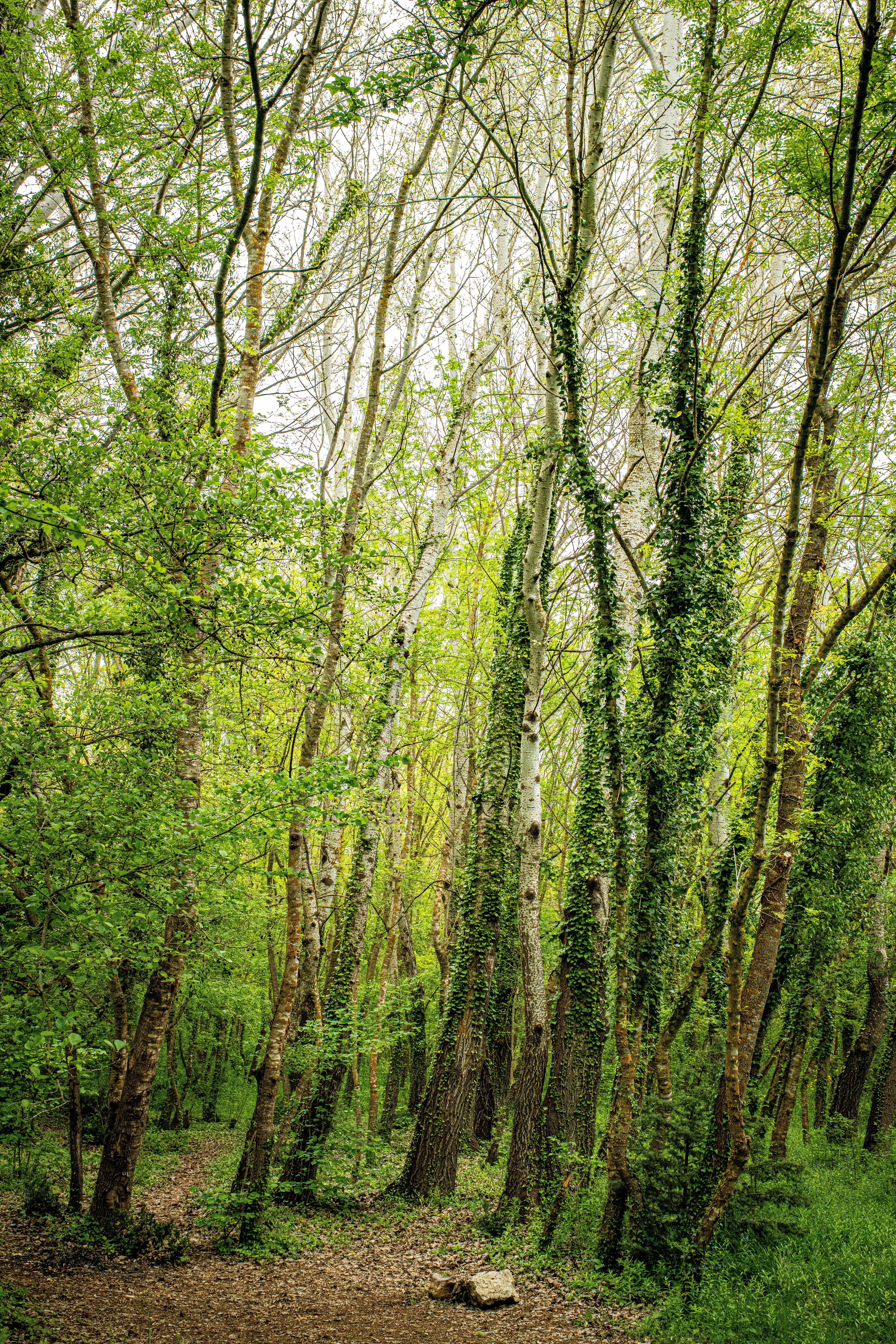 Explore the serene and vibrant green forest of Черноречье, perfect for nature enthusiasts.