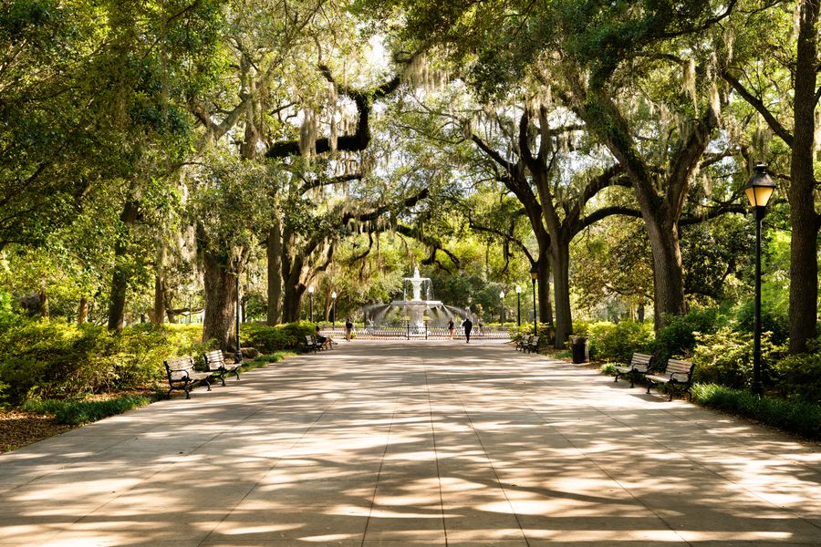 Live oaks with spreading canopies over a shaded walkway