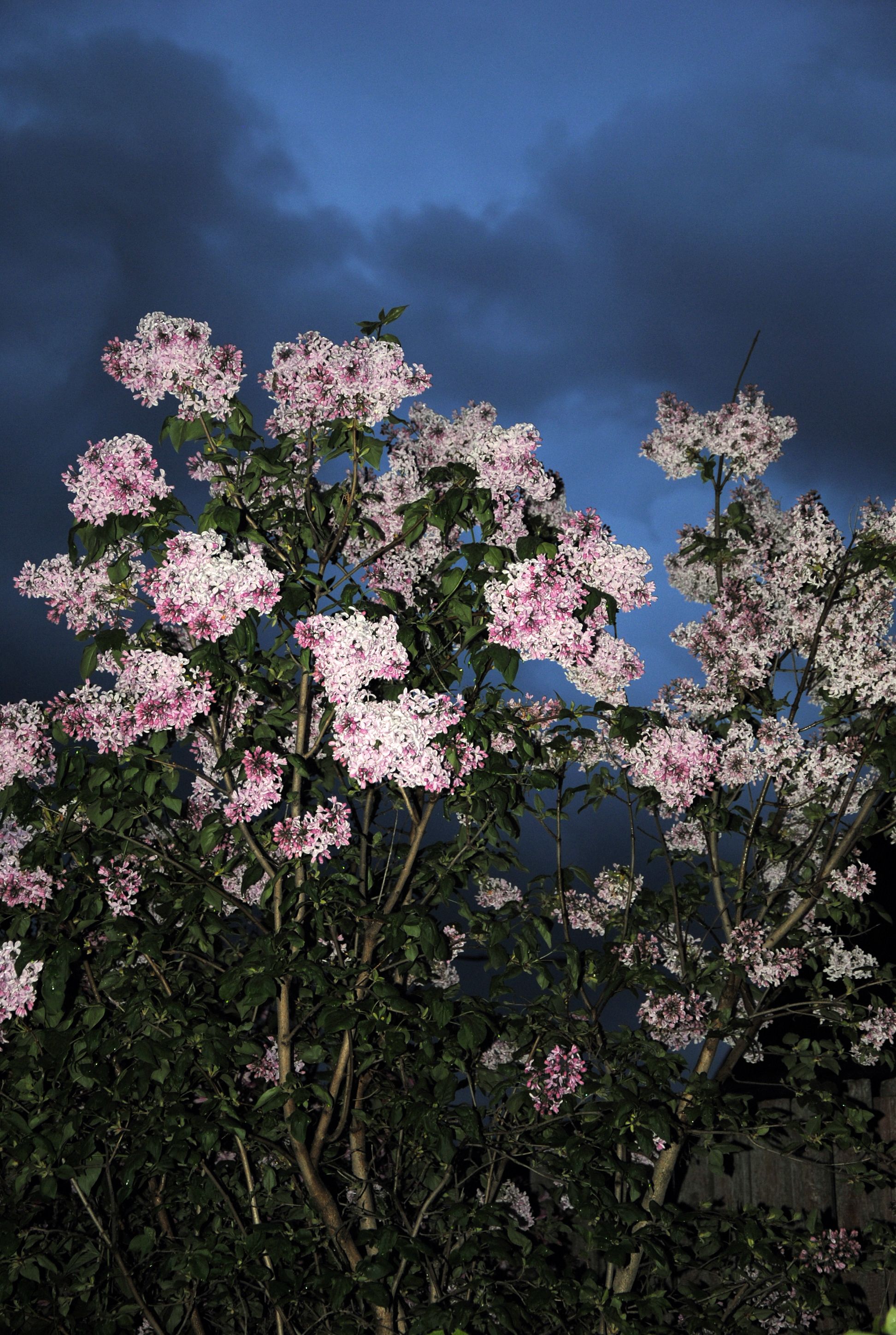 Beautiful lilac flowers against a dramatic twilight sky in Belarus, showcasing nature's evening serenity.