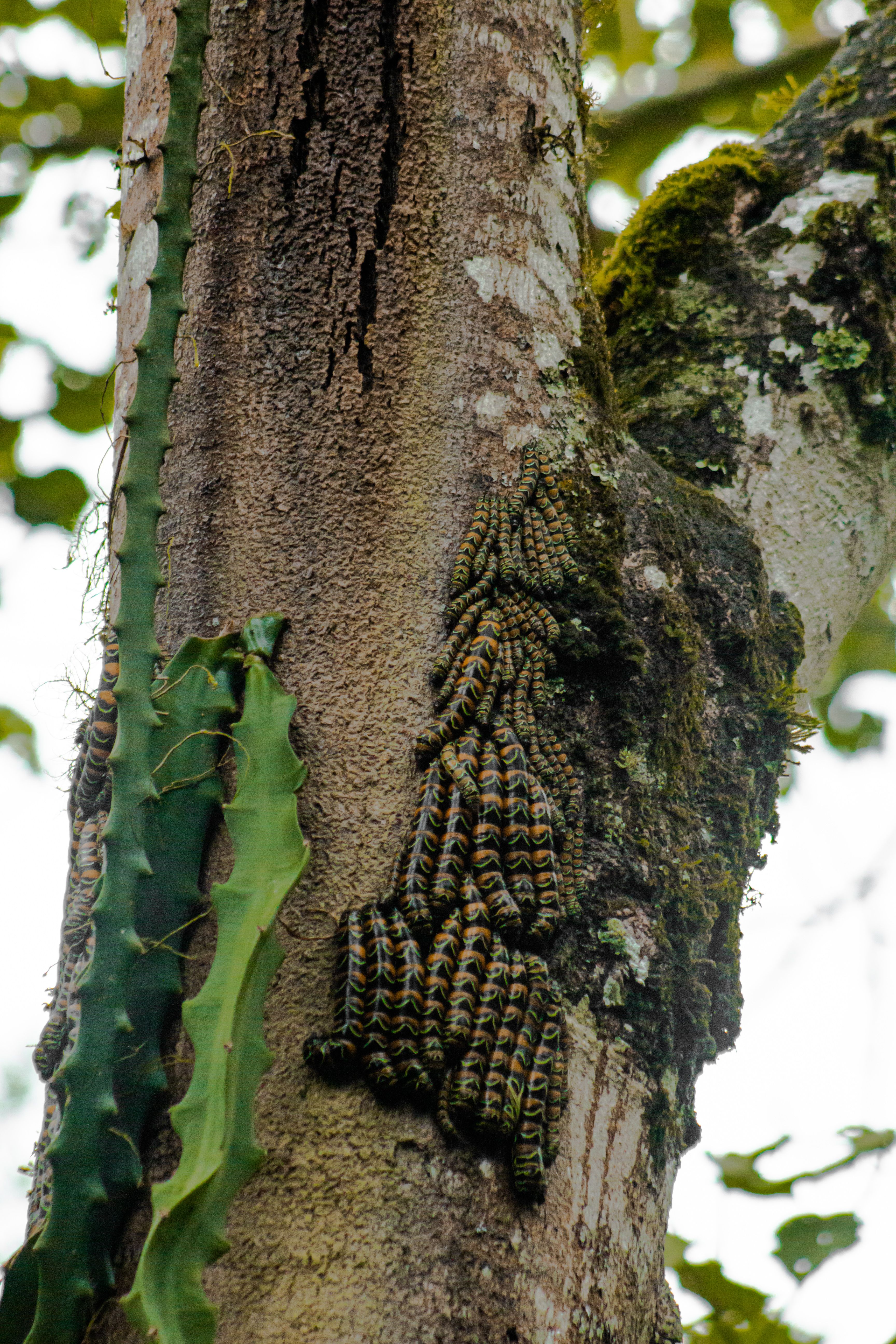 Cluster of caterpillars crawling up a tree trunk surrounded by greenery in a forest setting.