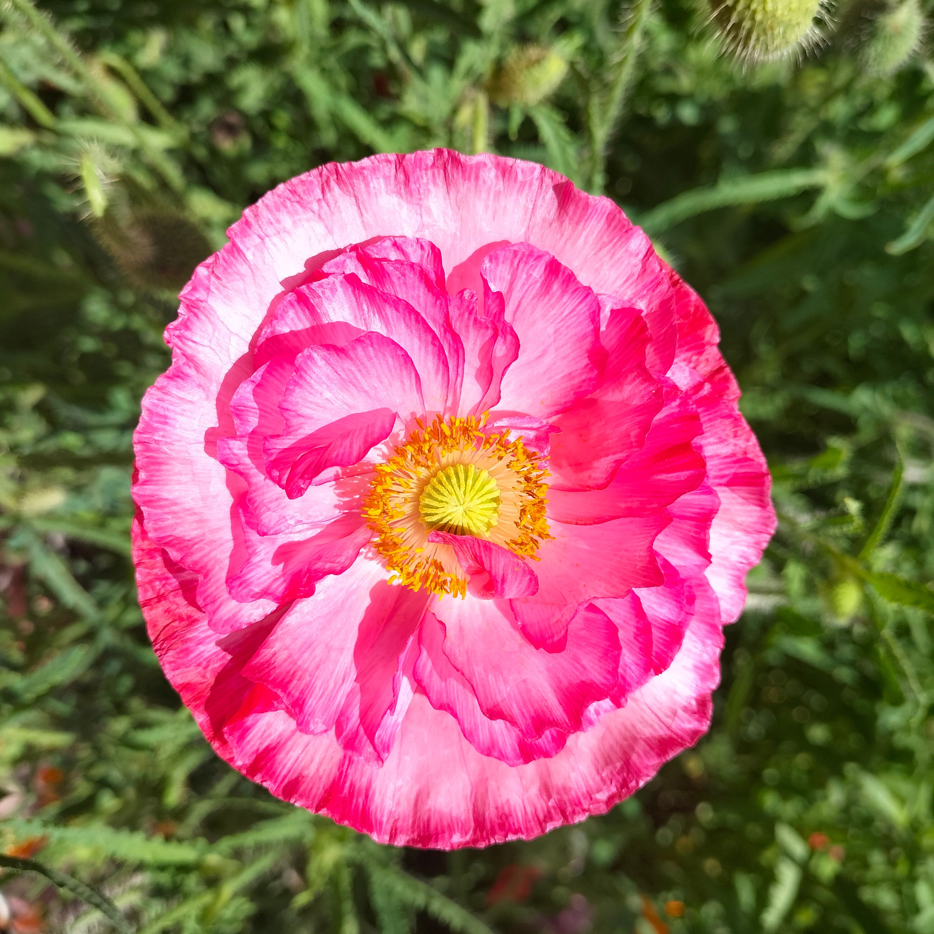 Close-up of a Vibrant Pink Poppy Flower · Free Stock Photo