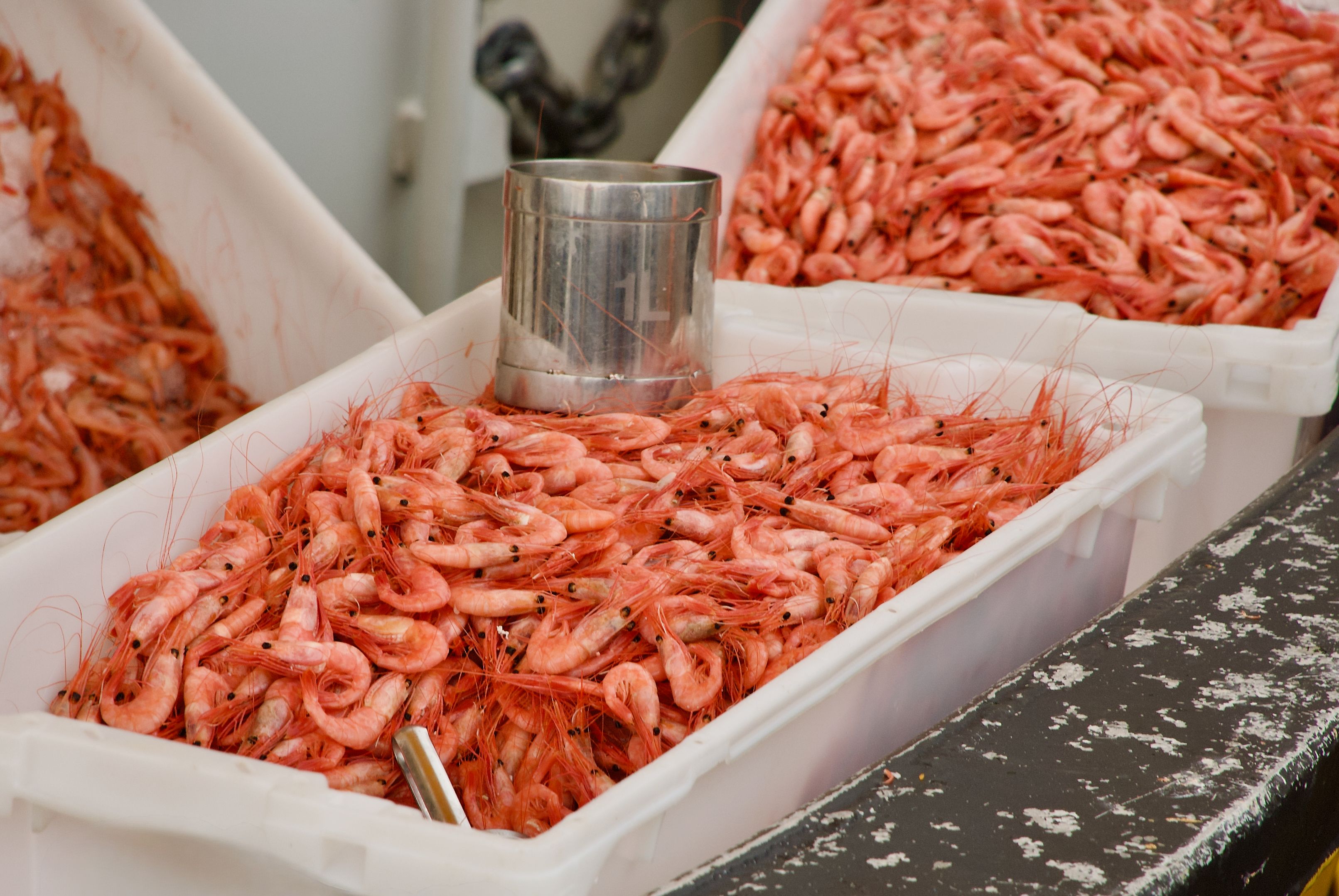 bergen norway fish market fisketorget harbour fresh seafood king crab shrimp salmon stalls