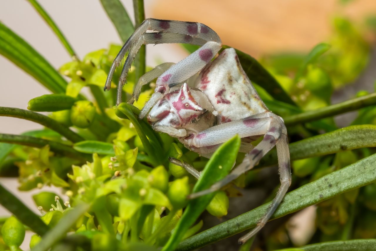 macro shot of a white thomisidae spider on a green flower showcasing v