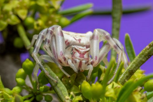 Close-up of a Thomisidae spider showcasing vivid natural colors and intricate textures.