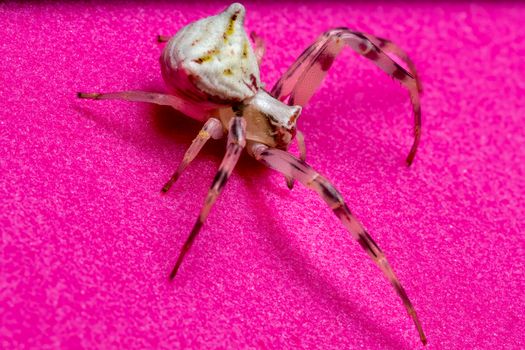 Macro shot of a white crab spider on a bright pink background, showcasing vivid contrasts and details.