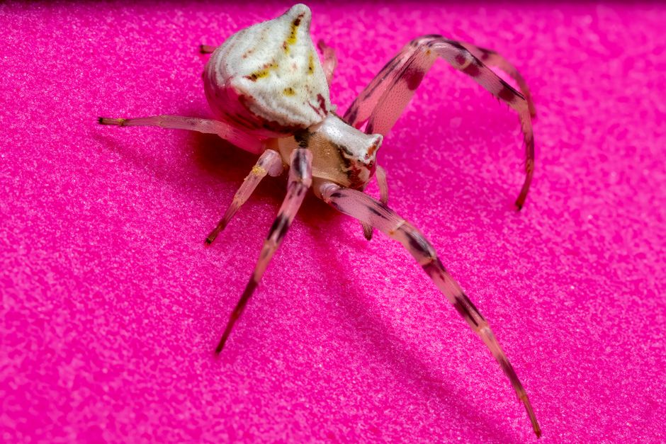 Macro shot of a white crab spider on a bright pink background, showcasing vivid contrasts and details.