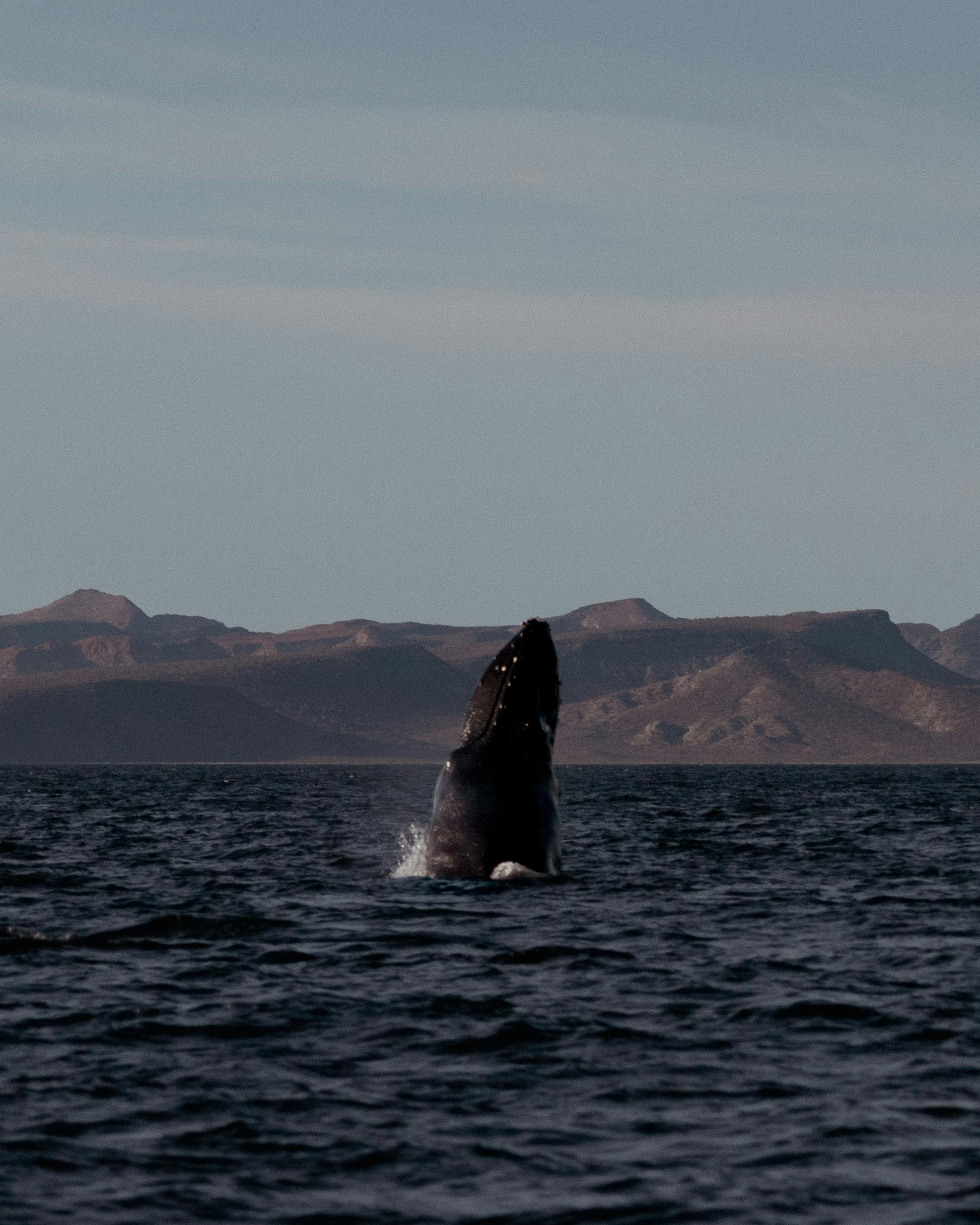 Stunning view of a whale breaching in Cabo San Lucas, Mexico with mountainous backdrop.