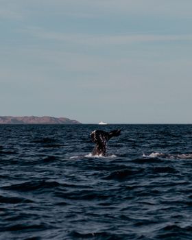 whale photo