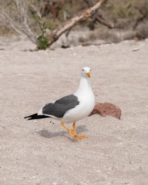 Free A seagull standing on a sandy beach in Cabo San Lucas, surrounded by natural scenery. Stock Photo