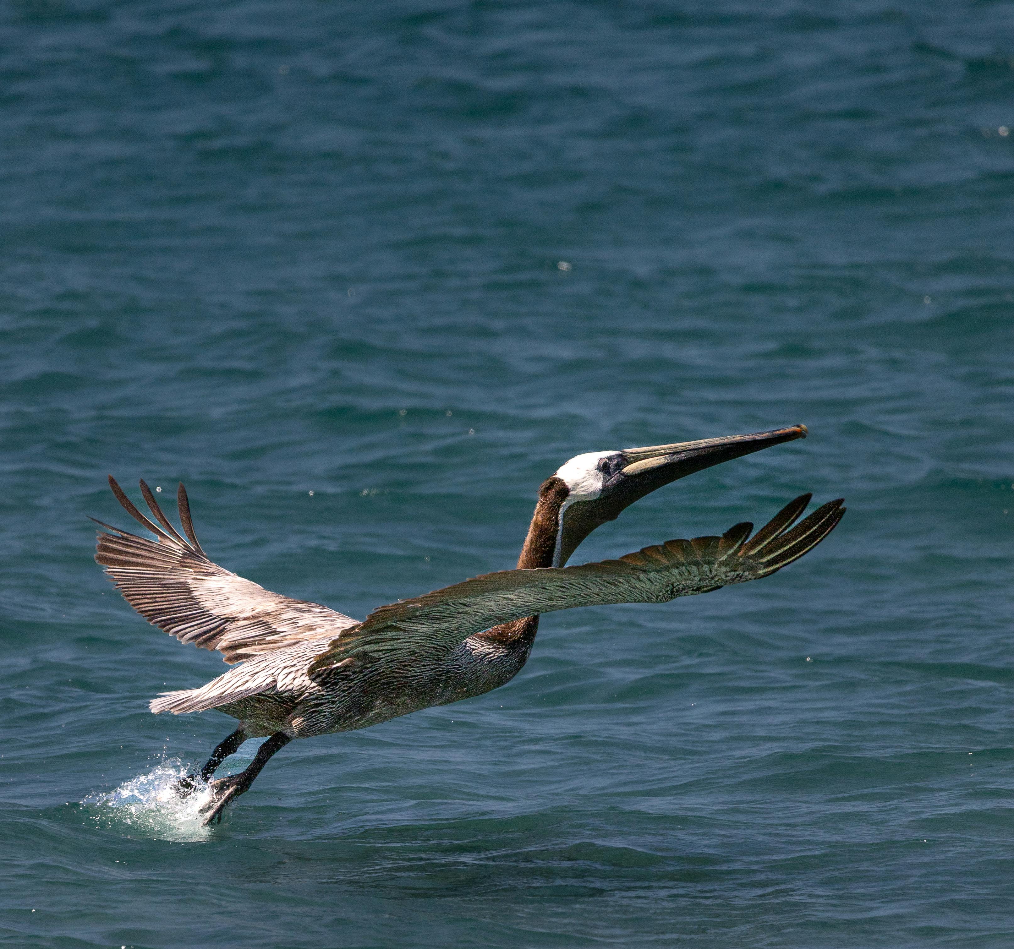 A brown pelican gracefully lifts off from the ocean near Cabo San Lucas, embodying a serene coastal escape.