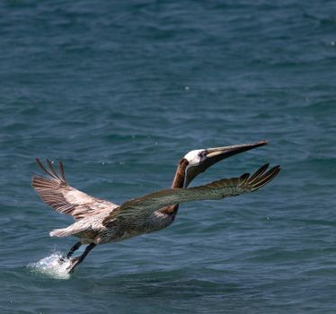 A brown pelican gracefully lifts off from the ocean near Cabo San Lucas, embodying a serene coastal escape.