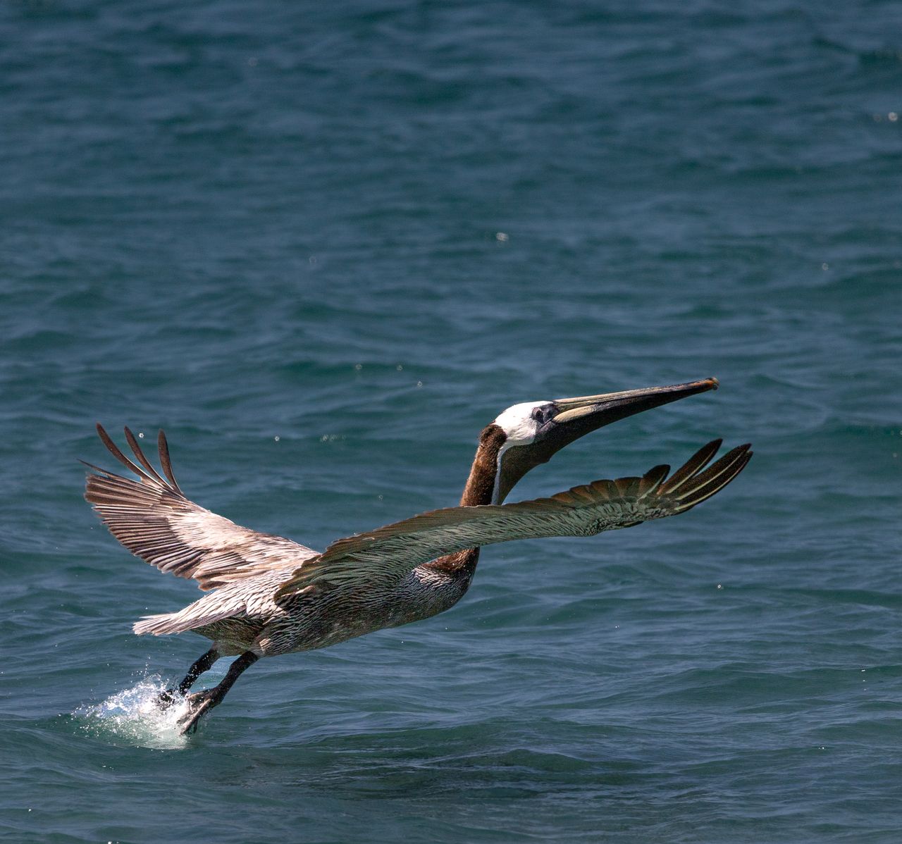 a brown pelican gracefully lifts off from the ocean near cabo san luca