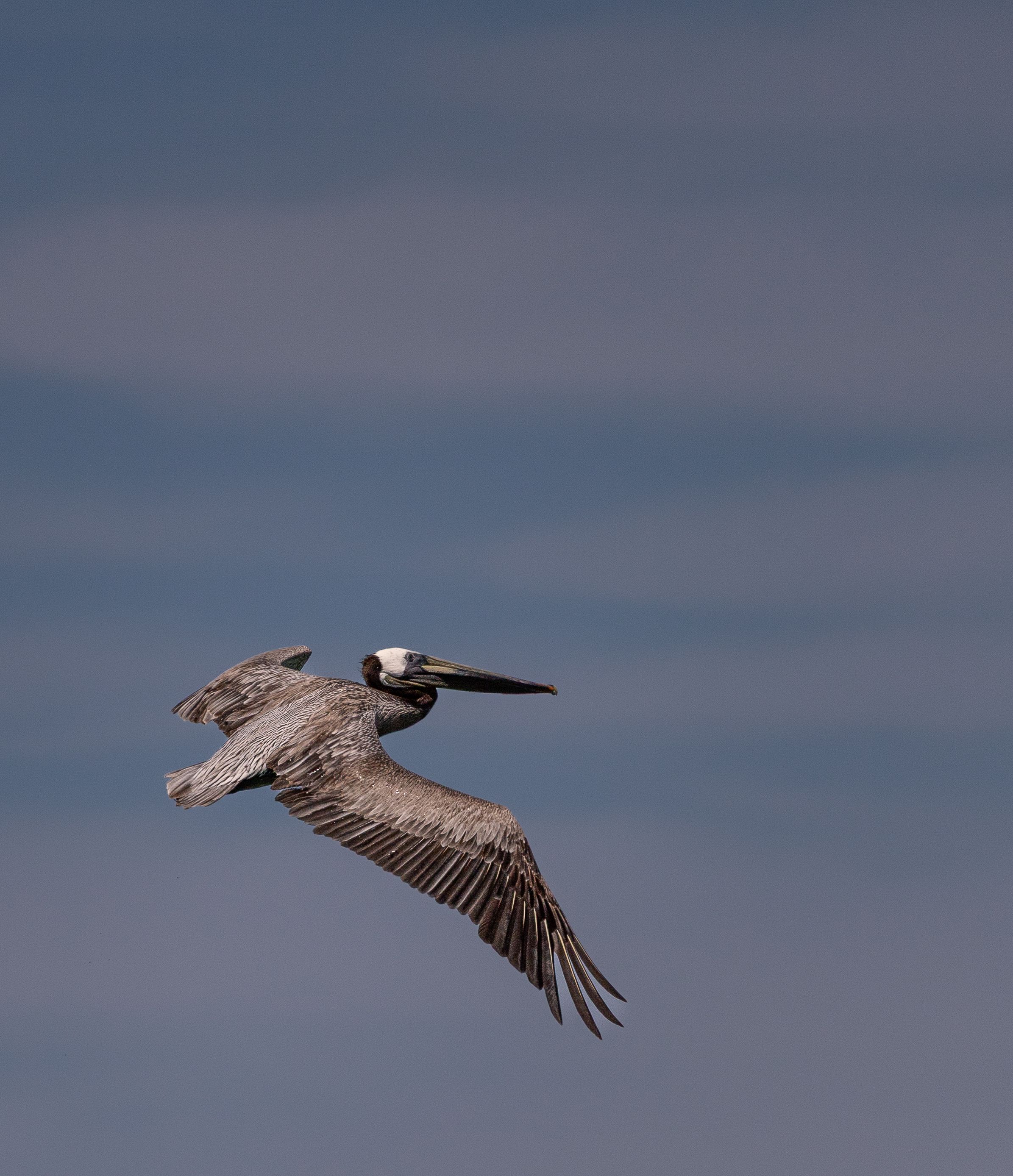 A majestic brown pelican gracefully gliding over Cabo San Lucas, Mexico.