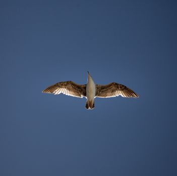 A seagull gracefully soars in the clear blue sky, captured from below in Cabo San Lucas.
