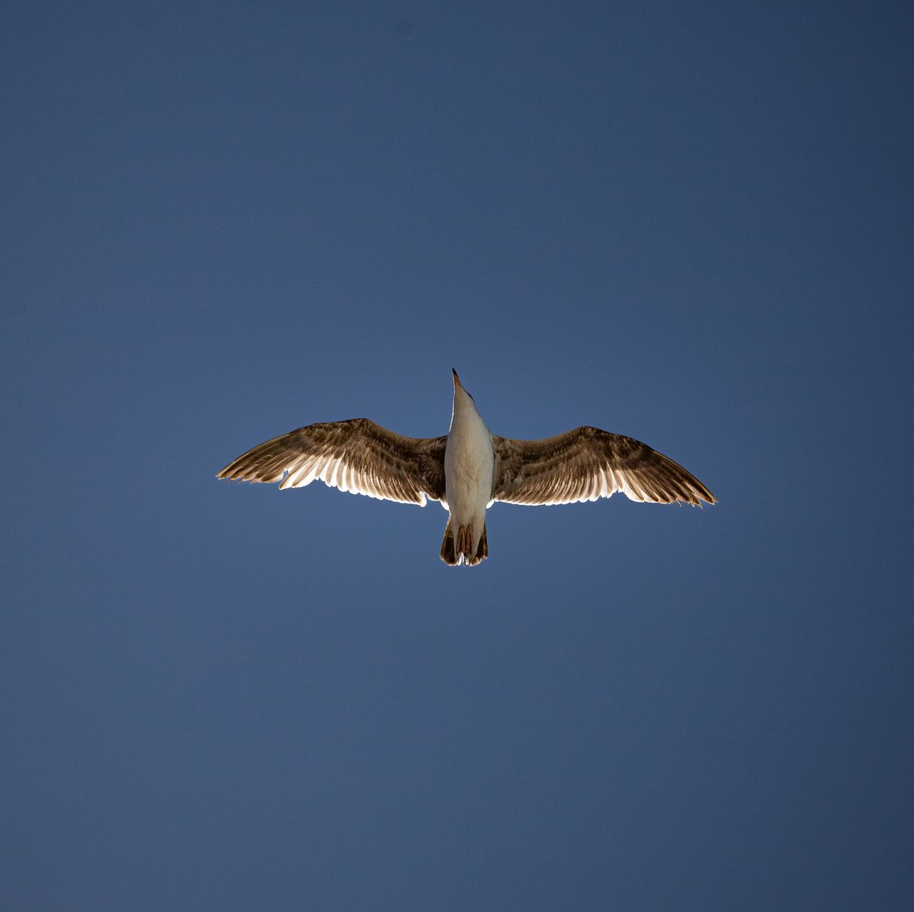 a seagull gracefully soars in the clear blue sky captured from below i