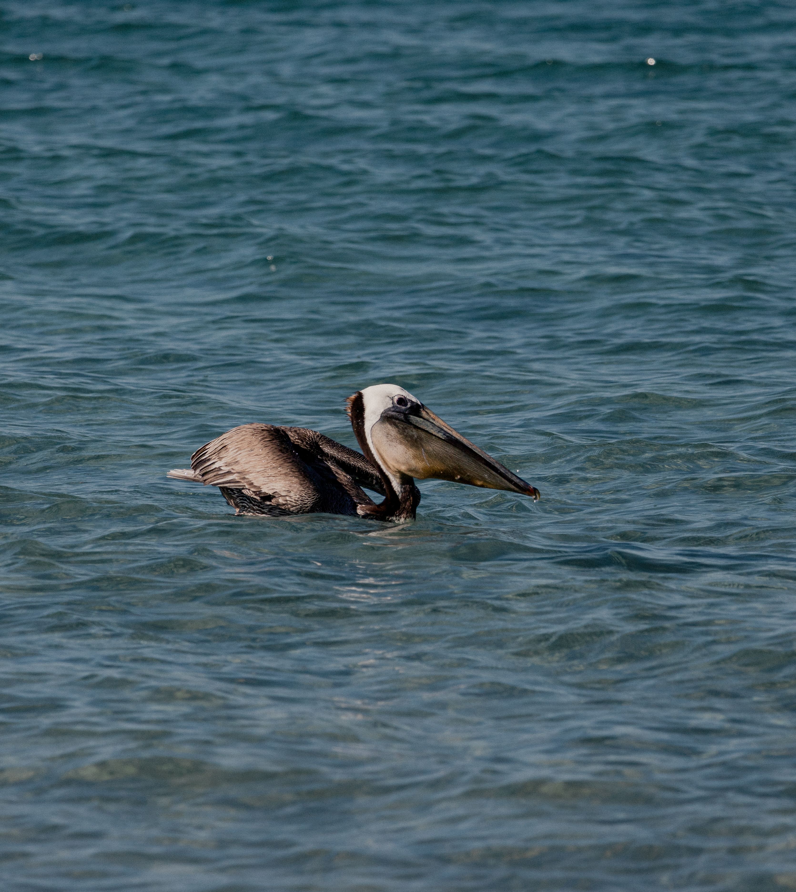 A brown pelican gracefully floats on the clear ocean waters of Cabo San Lucas, Mexico.