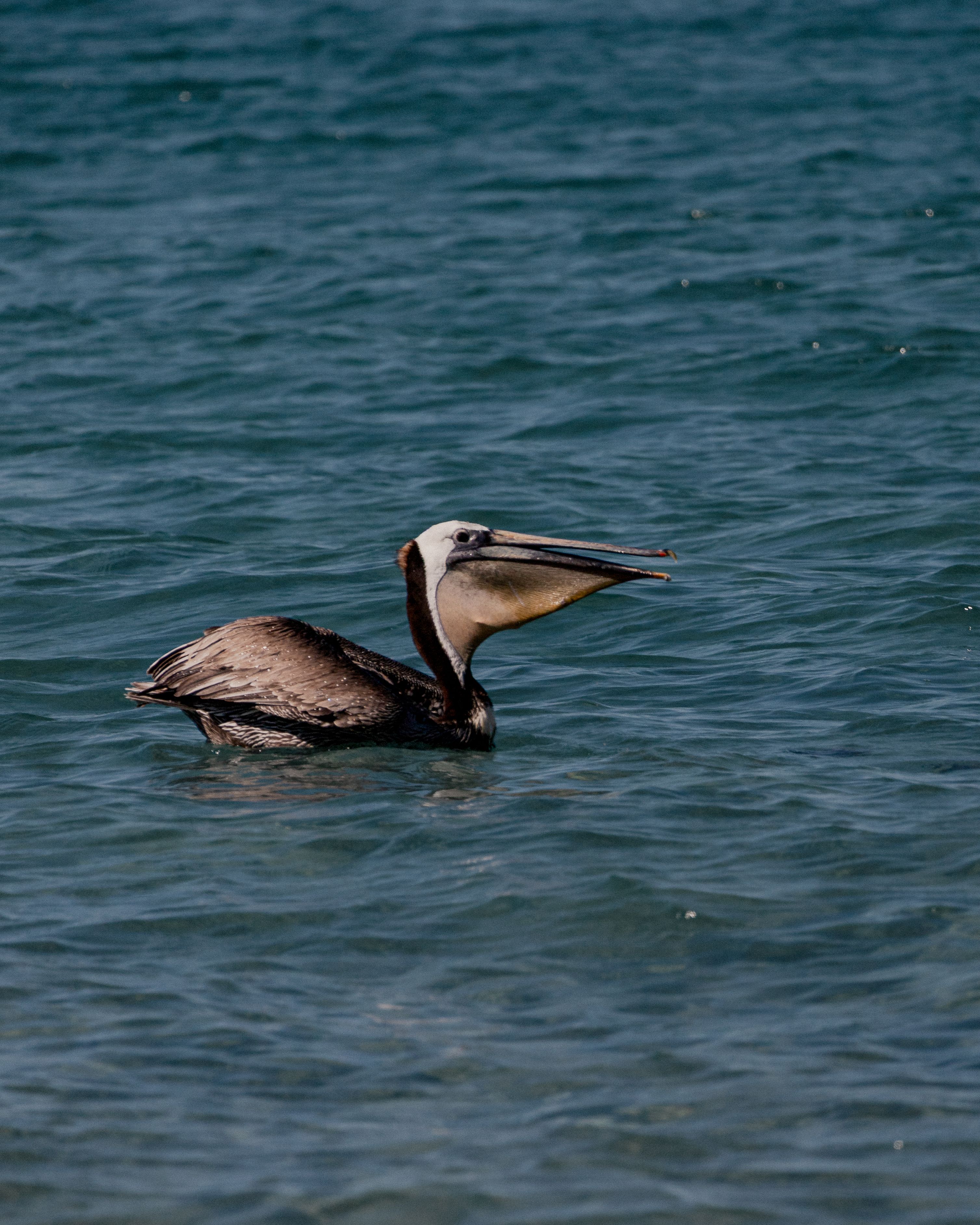 Free Brown Pelican gliding on the ocean near Cabo San Lucas, capturing coastal wildlife beauty. Stock Photo