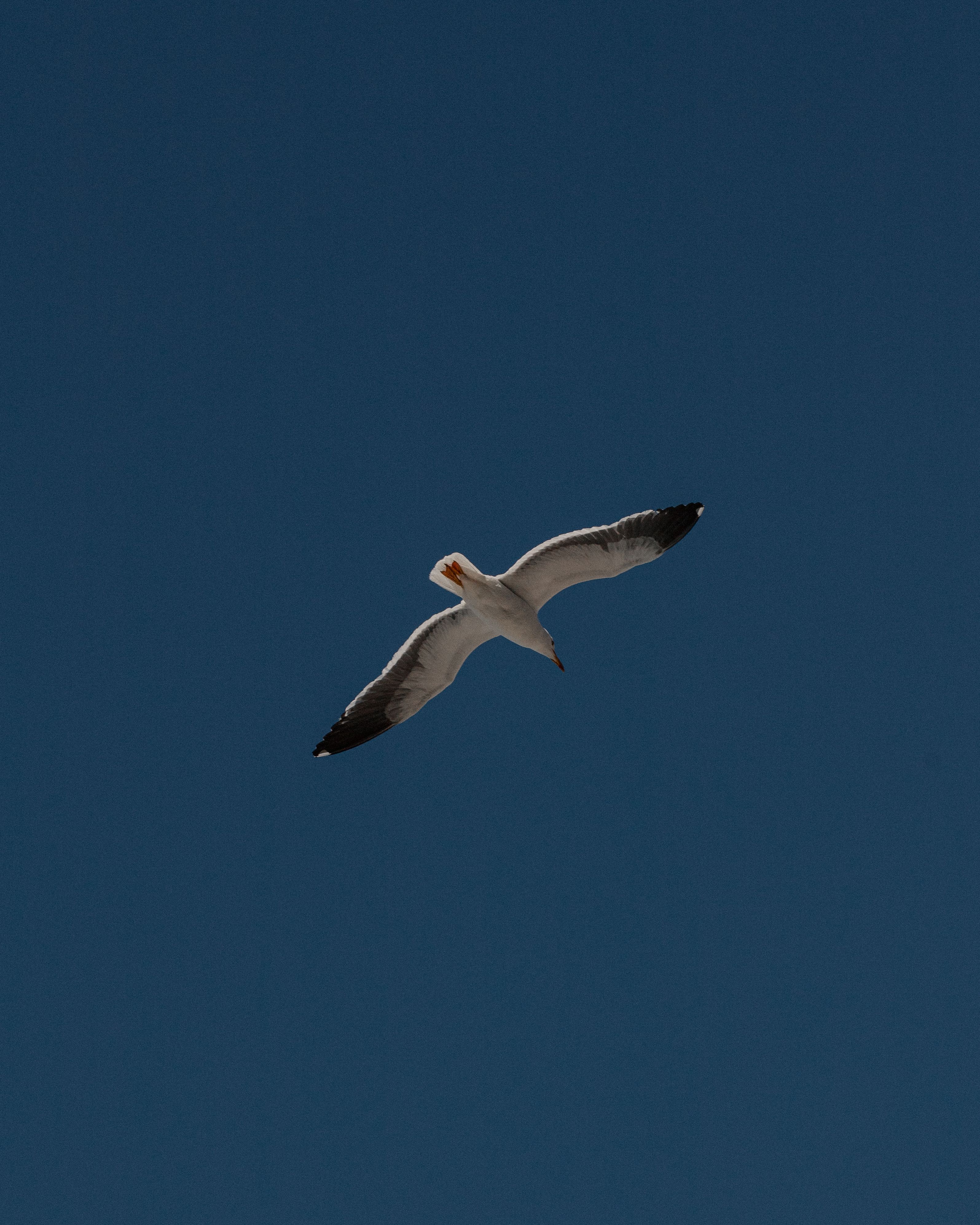 Free A majestic seagull gracefully soars against a bright blue sky in Cabo San Lucas. Stock Photo