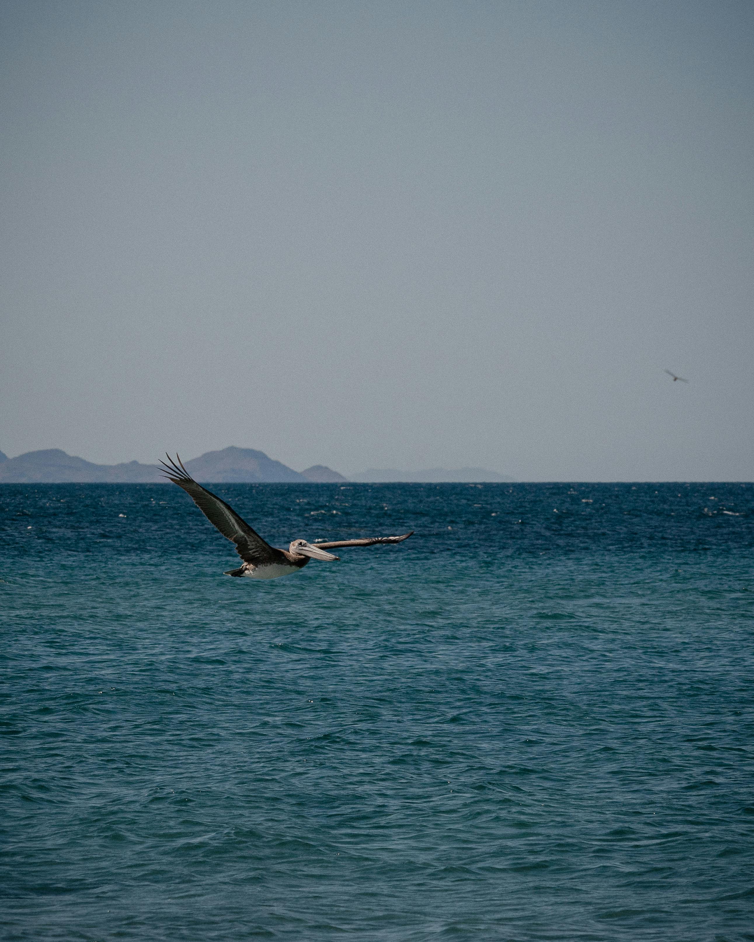 Brown pelican flying gracefully over the ocean near Cabo San Lucas, showcasing the beauty of nature.