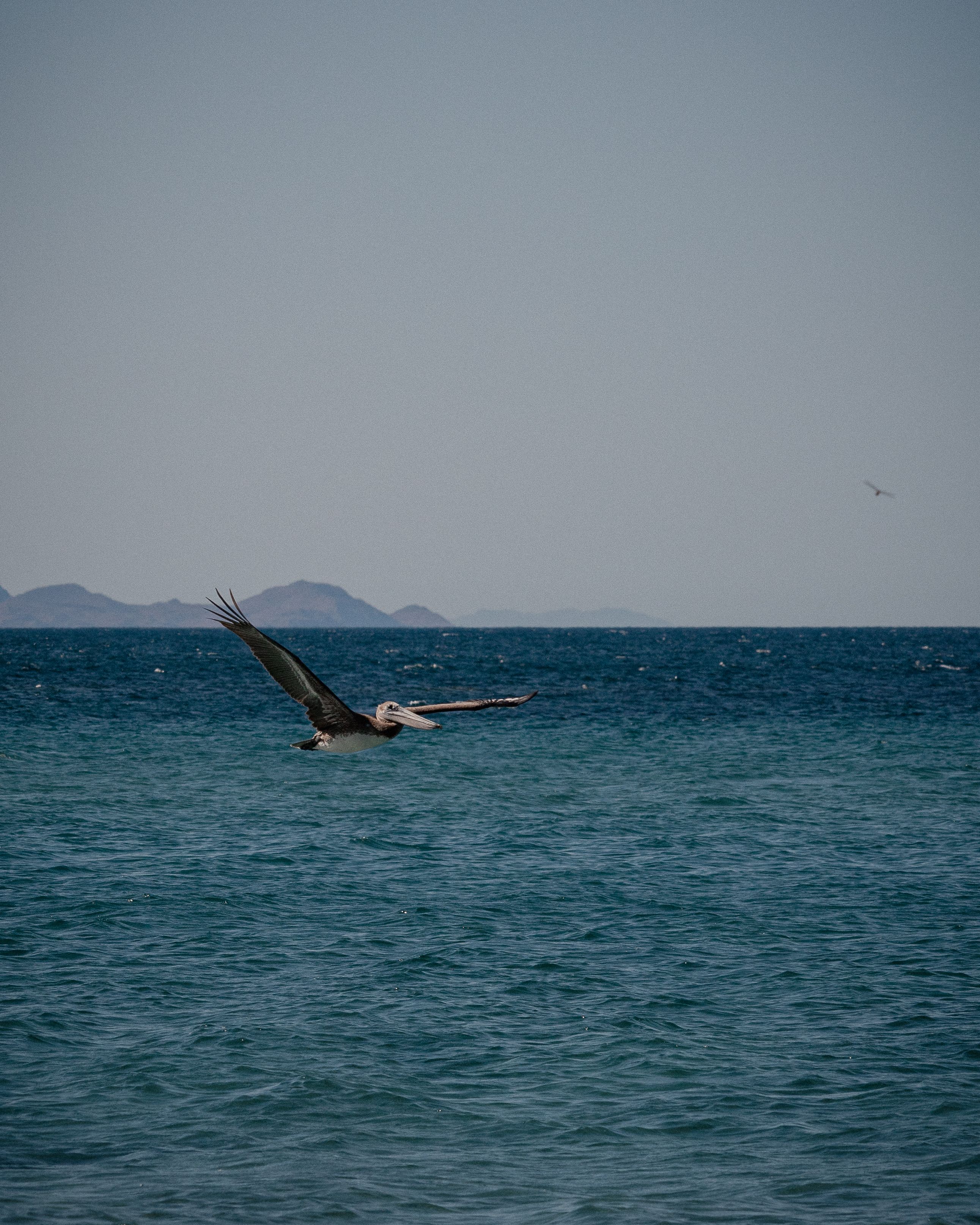 Free Brown pelican flying gracefully over the ocean near Cabo San Lucas, showcasing the beauty of nature. Stock Photo