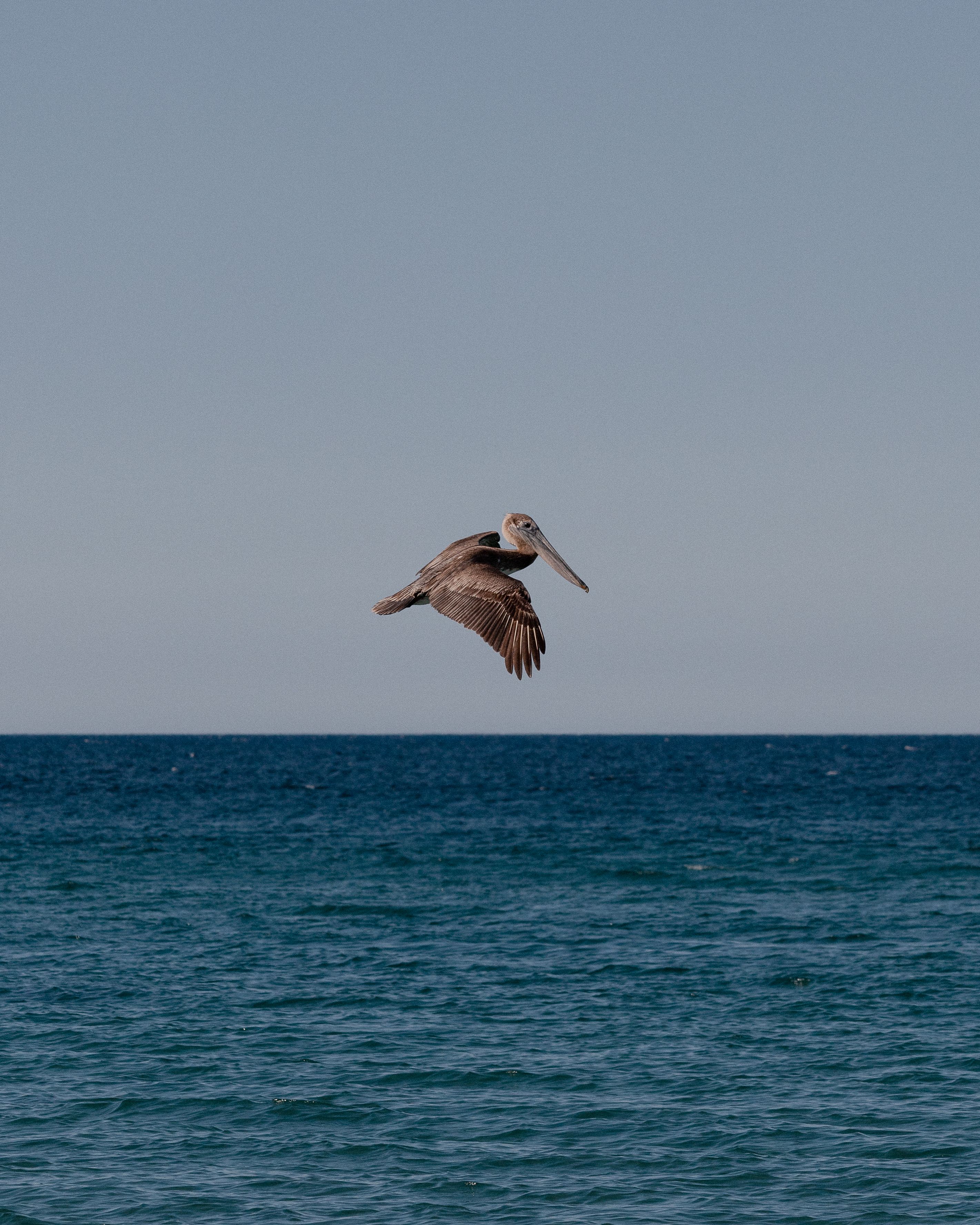 Free A pelican gracefully flies over the vibrant blue ocean in Cabo San Lucas, Mexico, showcasing serene natural beauty. Stock Photo