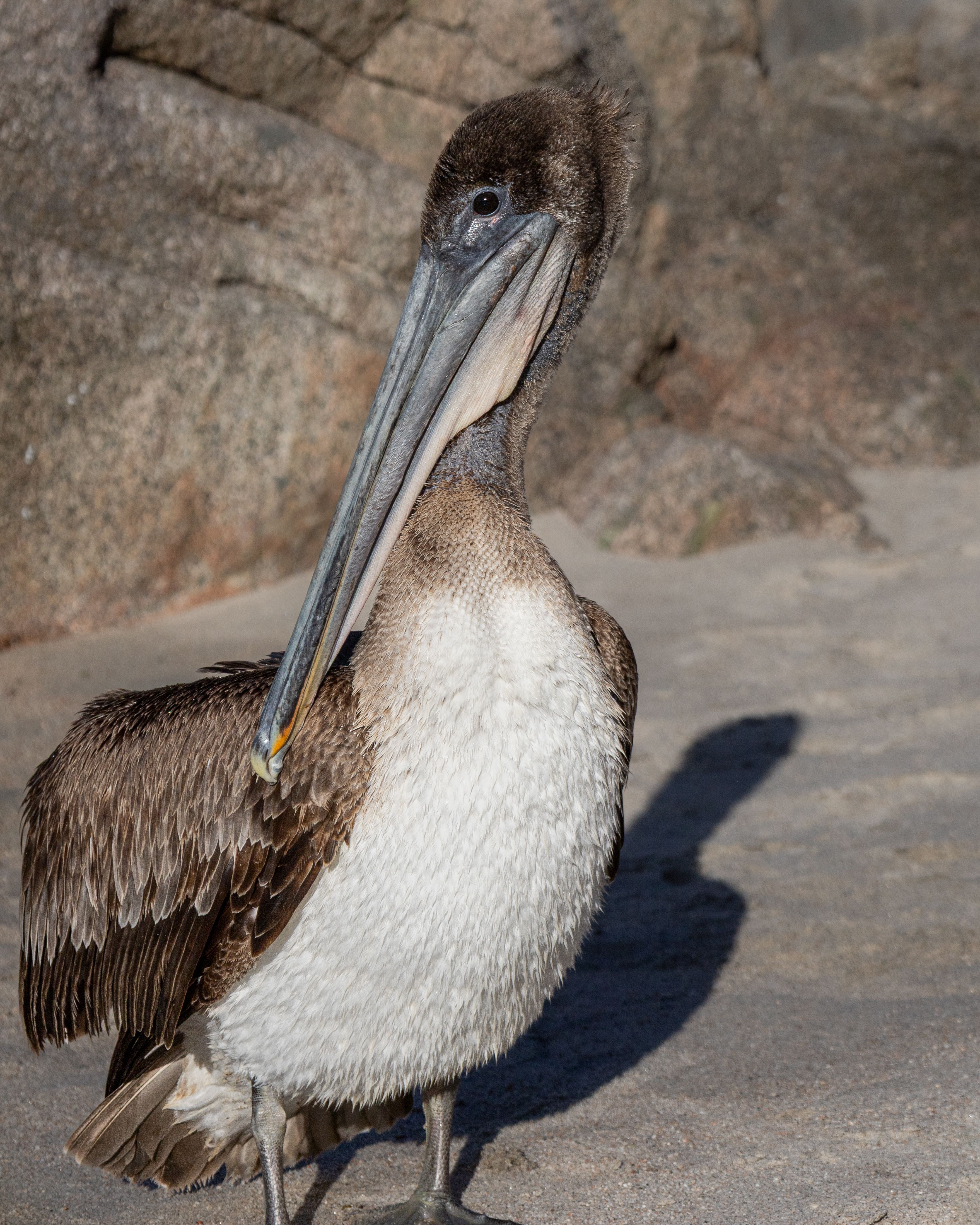 Free A Brown Pelican stands gracefully on a beach in Cabo San Lucas under the clear daylight. Stock Photo