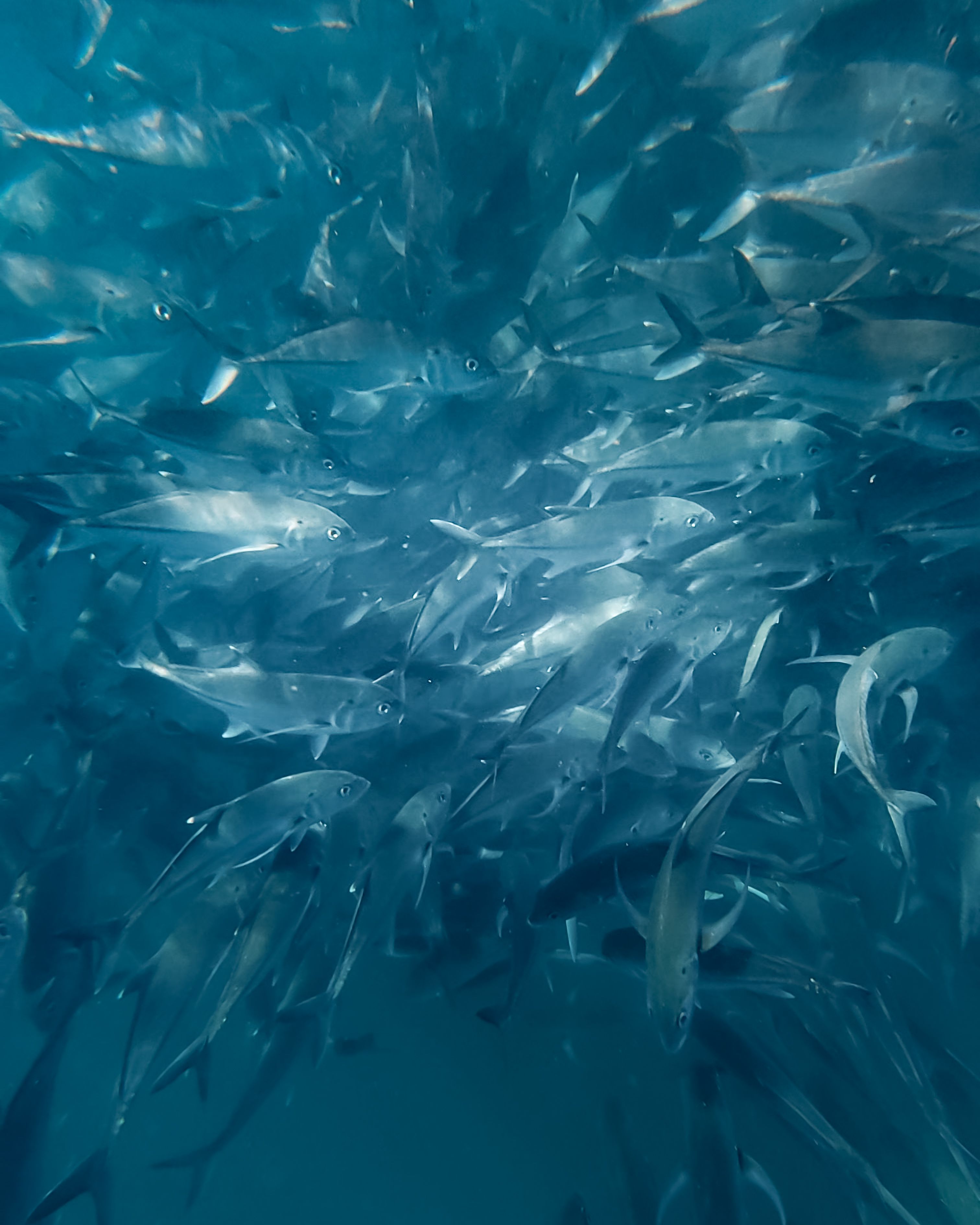 Free Serene underwater scene of a fish school swimming in Cabo San Lucas, Mexico. Stock Photo