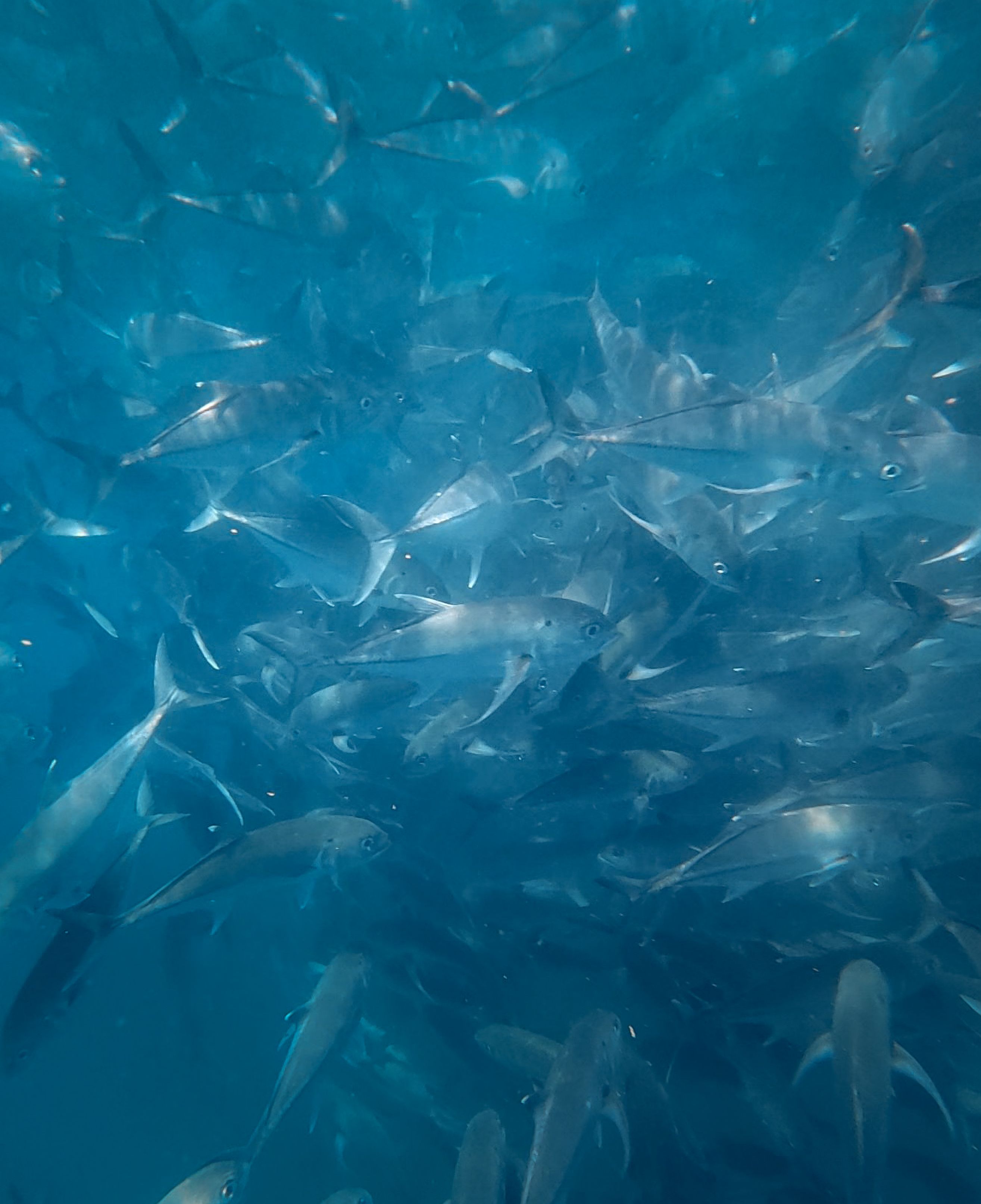 Free A mesmerizing view of a school of fish swimming in crystal blue tropical waters. Stock Photo