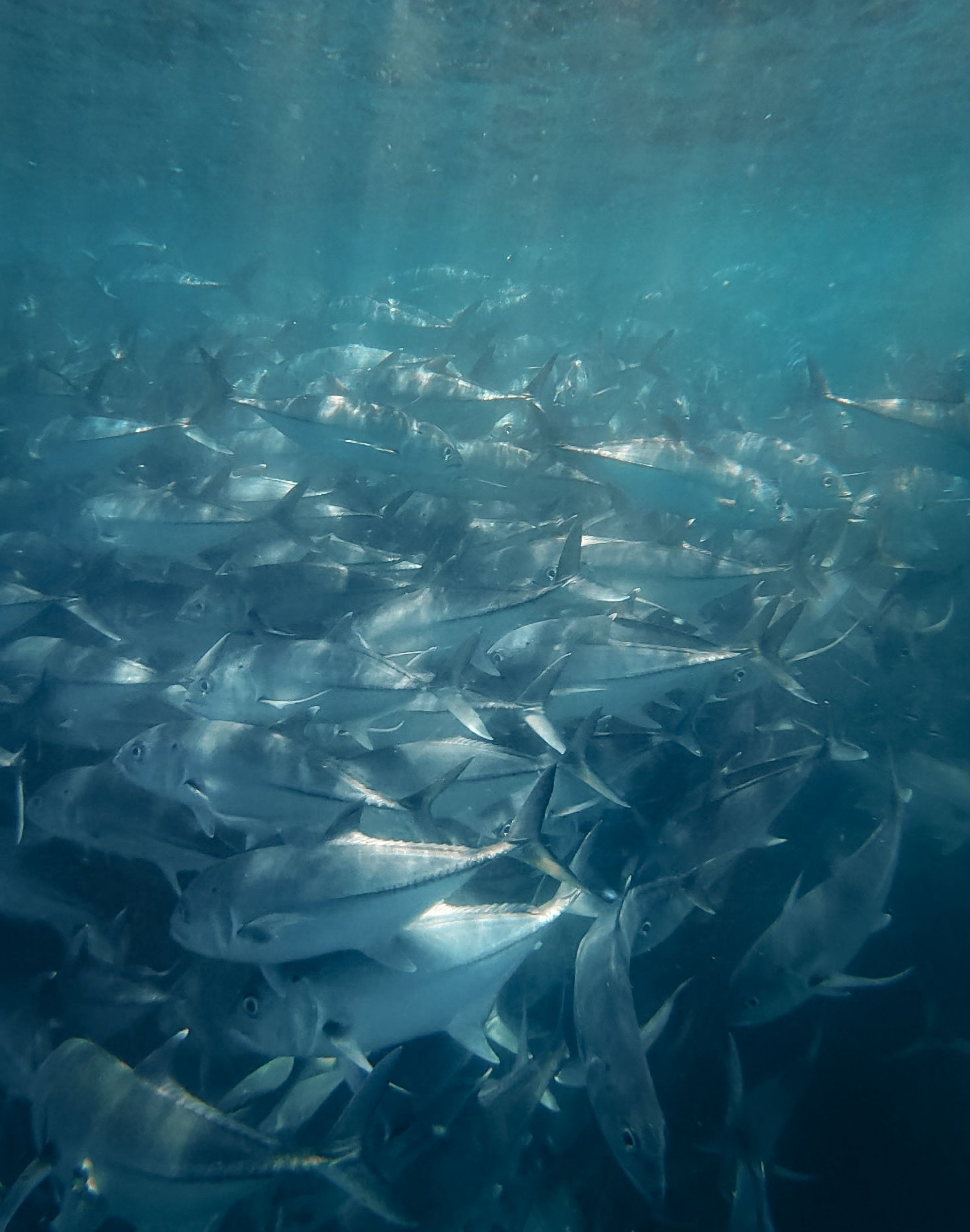 Free Dazzling school of fish swimming underwater, captured in Cabo San Lucas, Mexico. Stock Photo